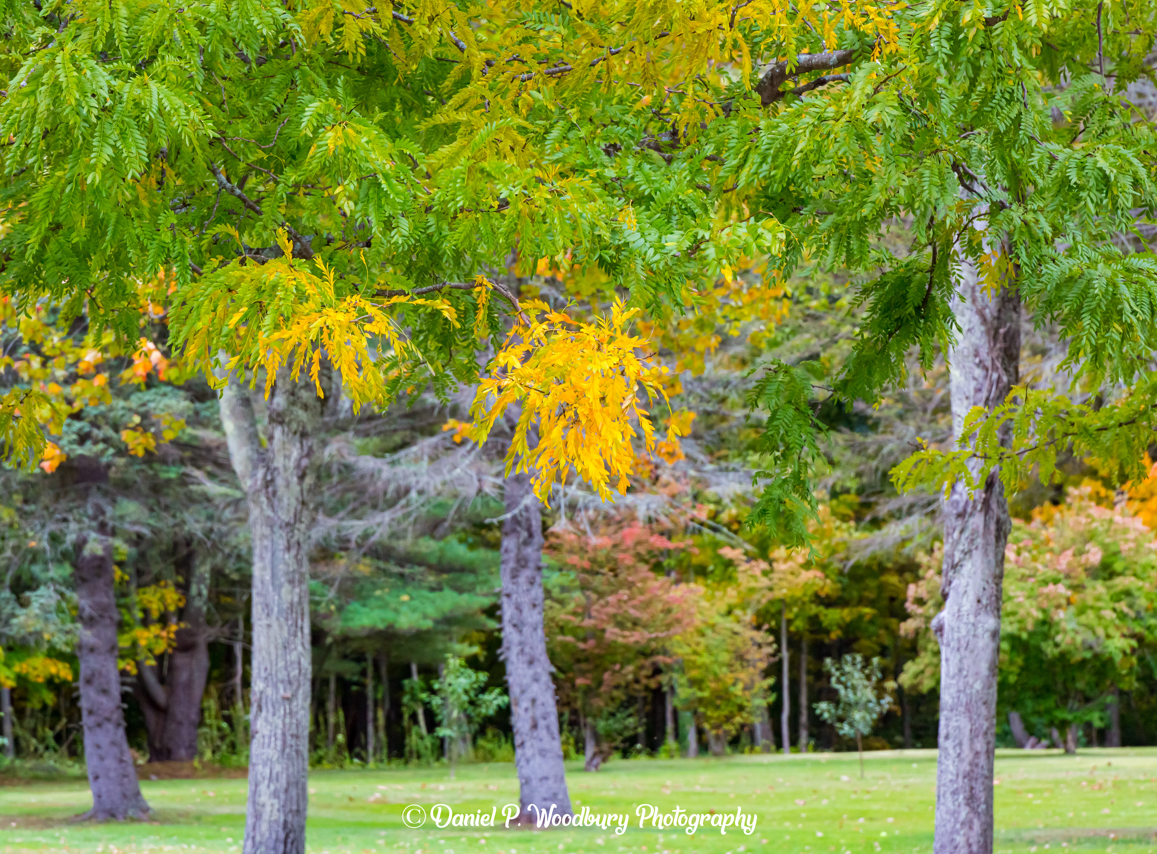 Chester, NH Foliage
