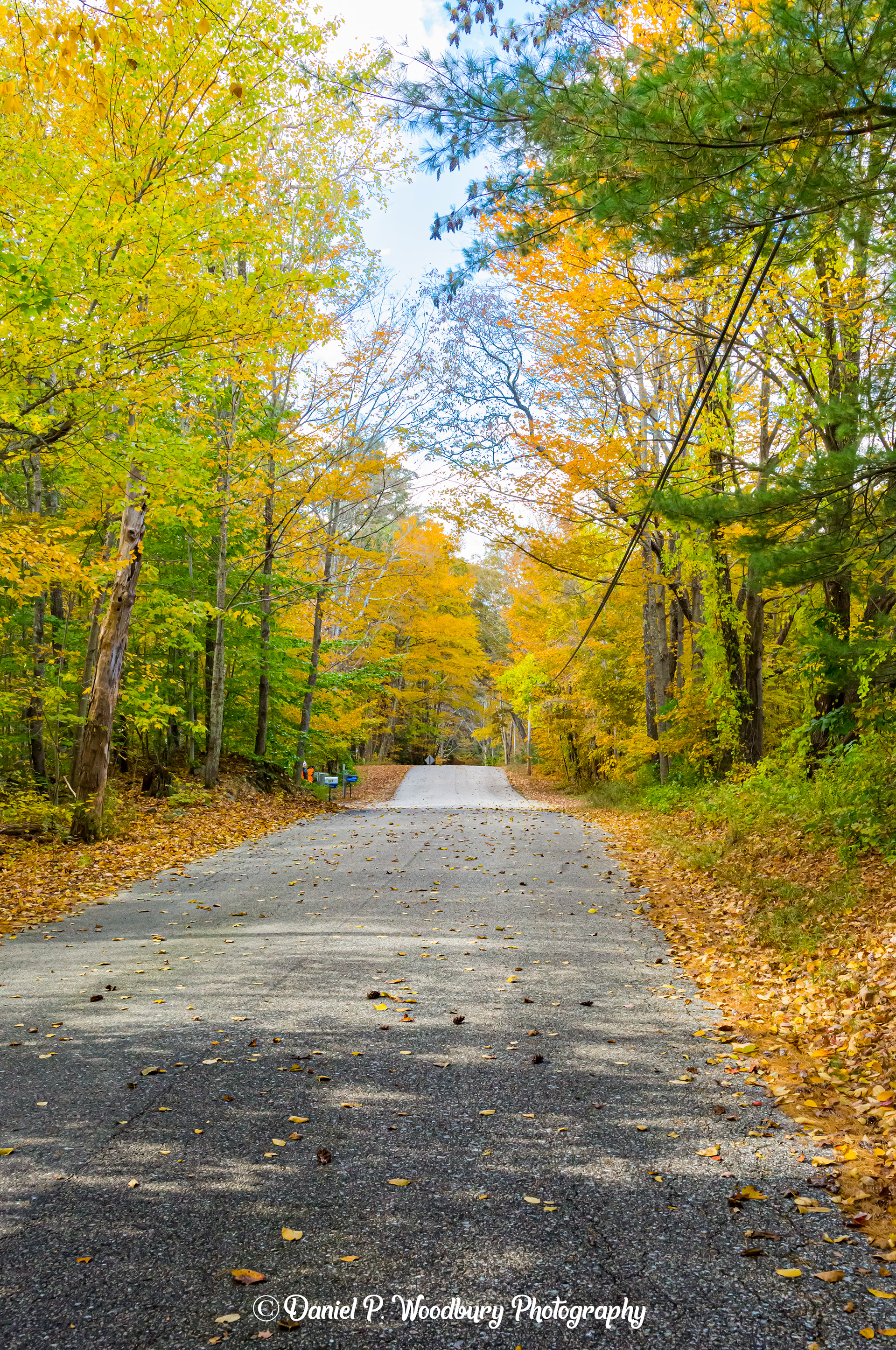 Foliage Down Lane Road