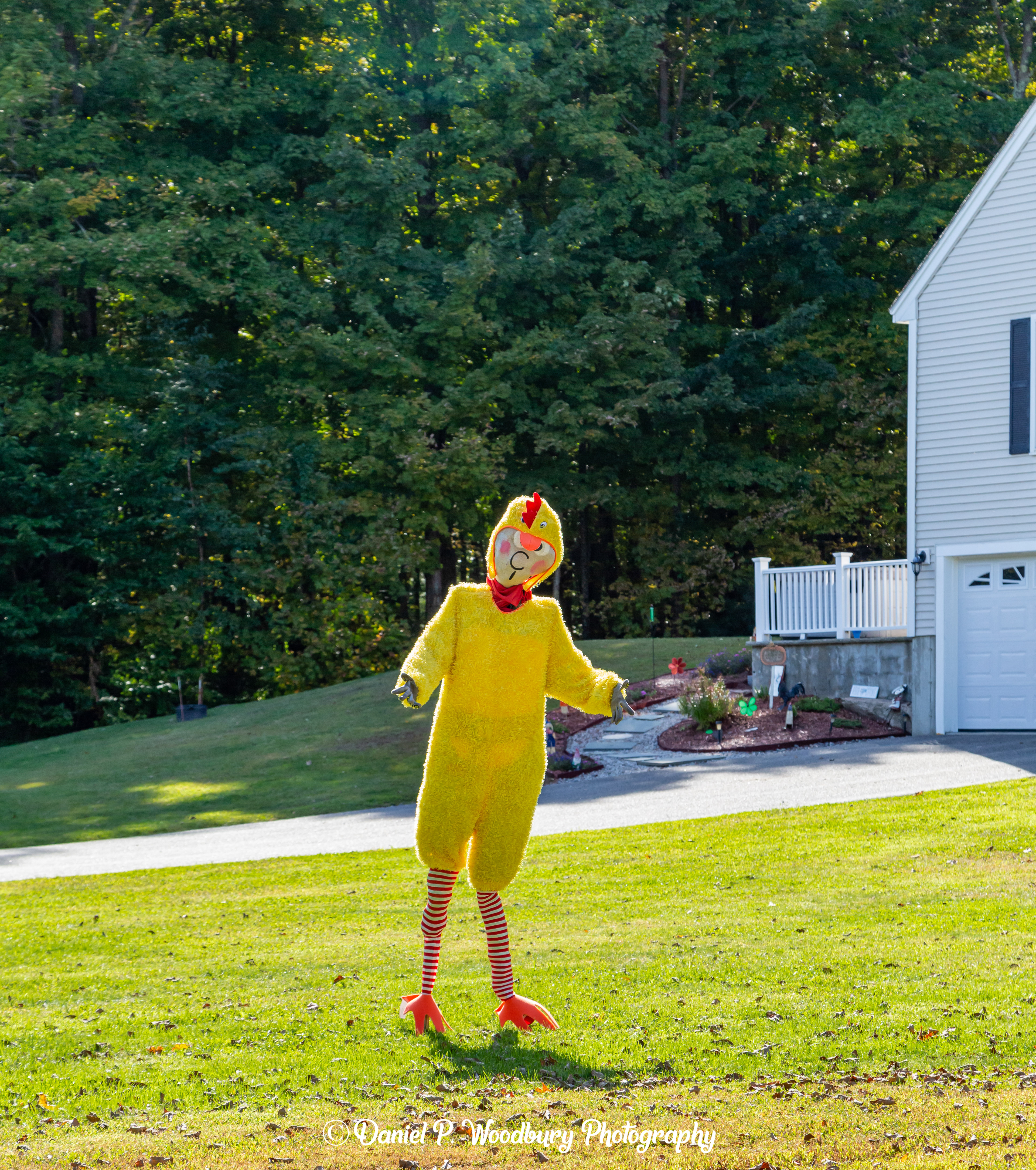 Chicken Scarecrow