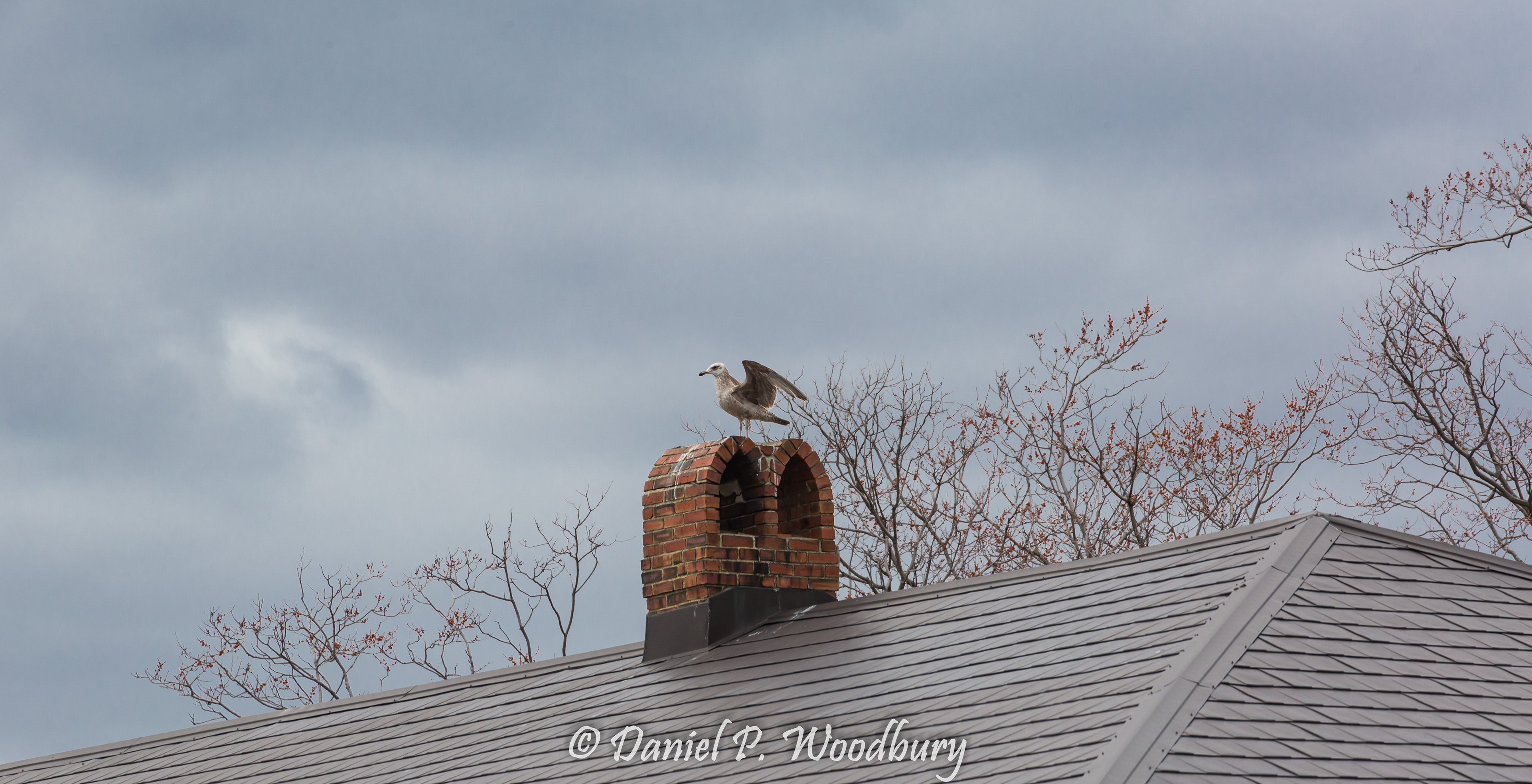 Seagull Hangout