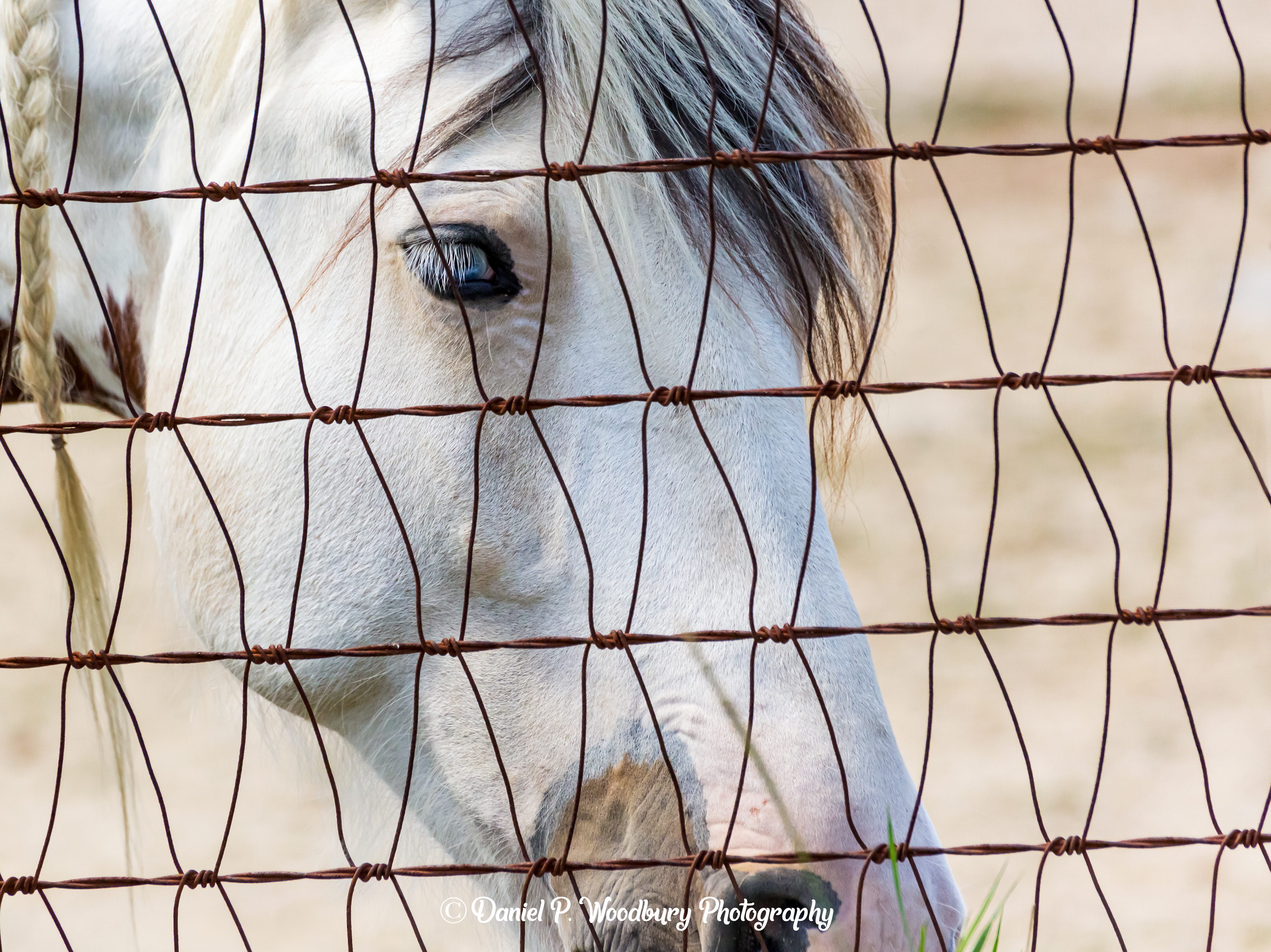 University Of New Hampshire Horsey