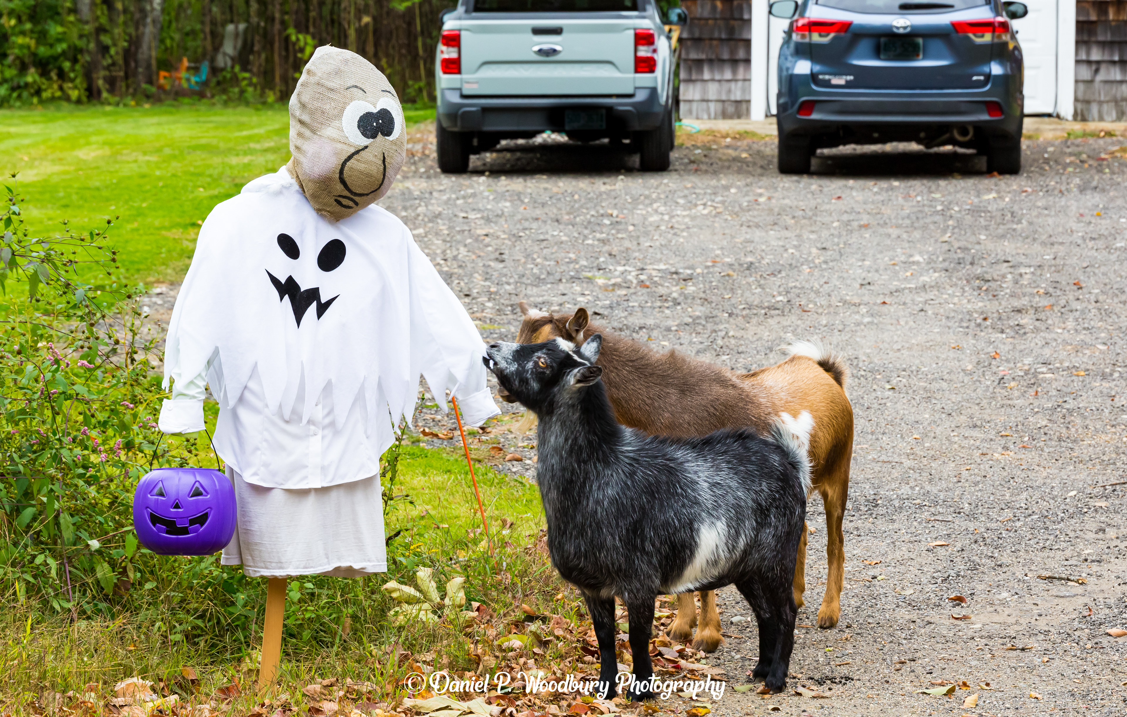 Trick Or Treatin' Scarecrow - Give Us Some!