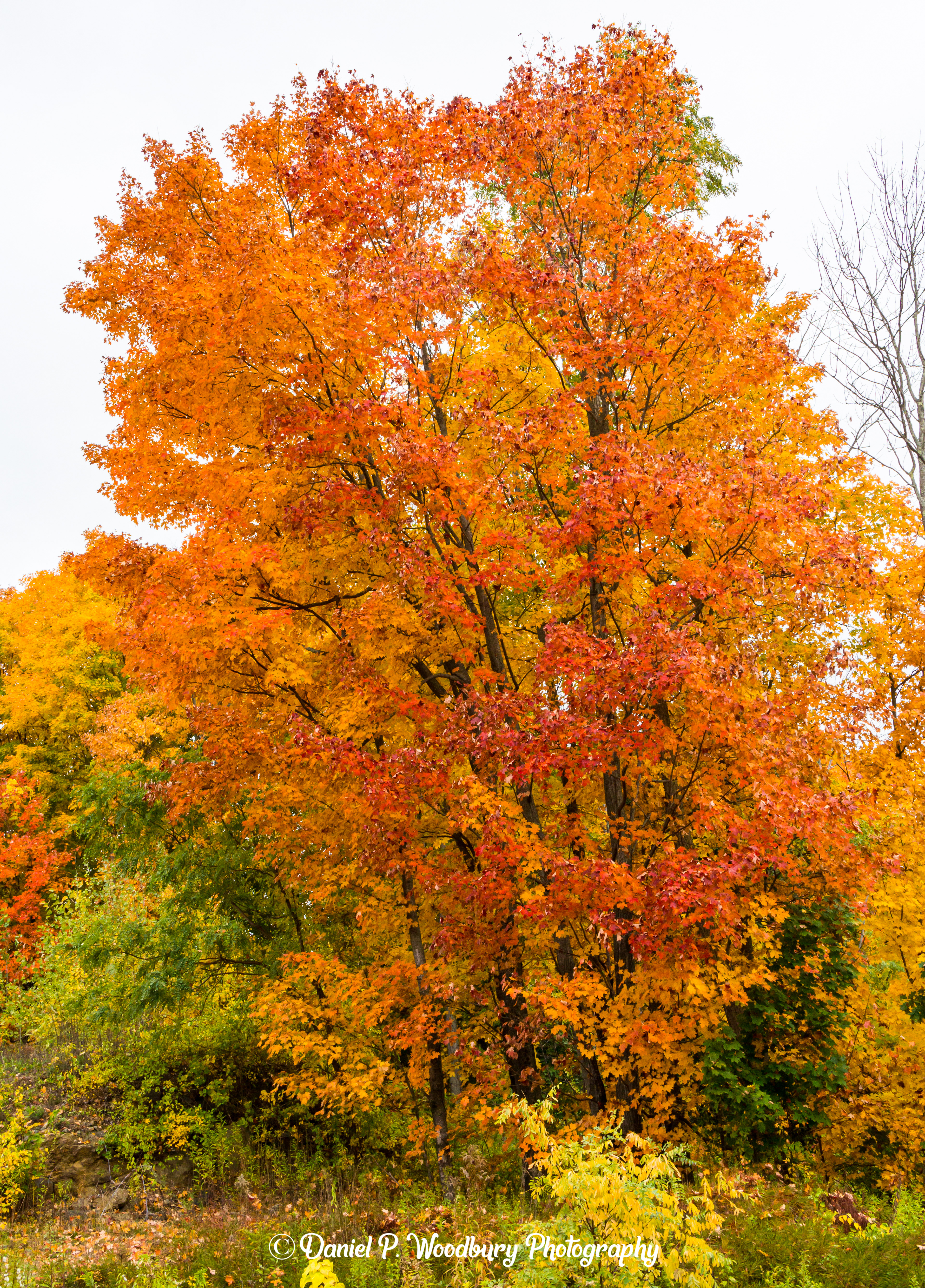 Foliage In Plaistow, NH