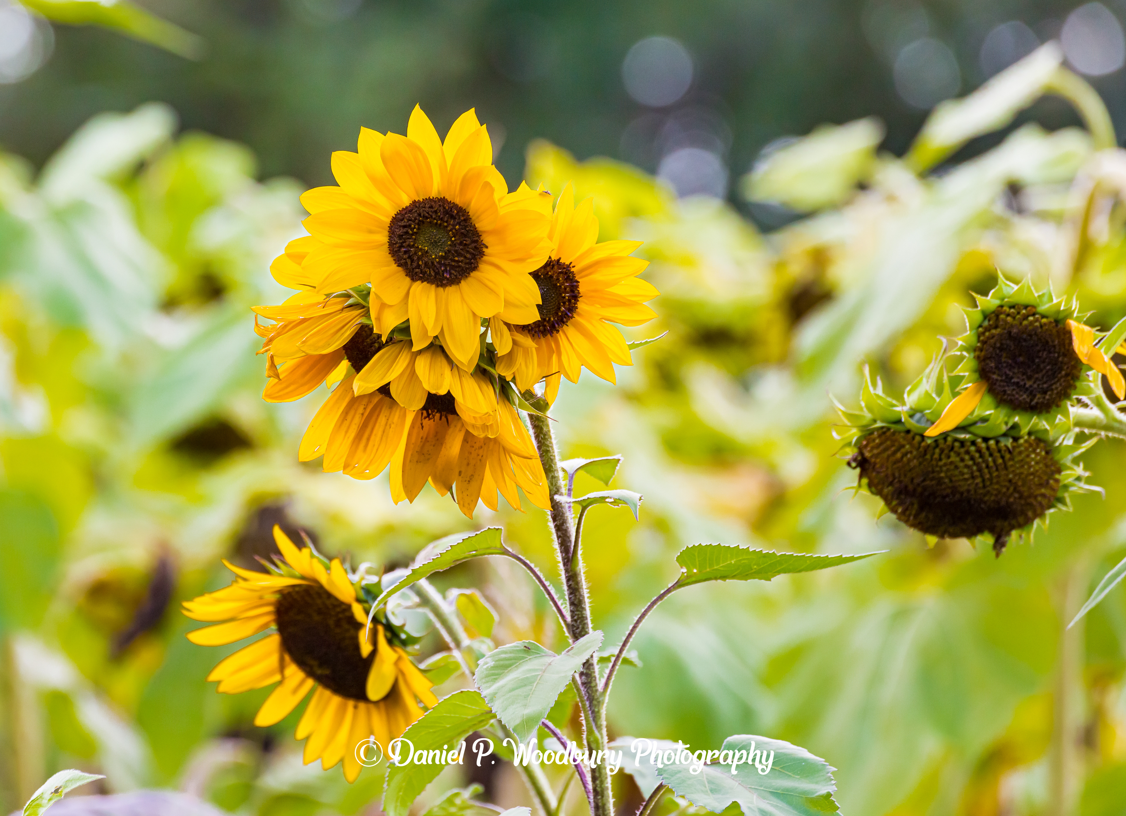 Sunflower