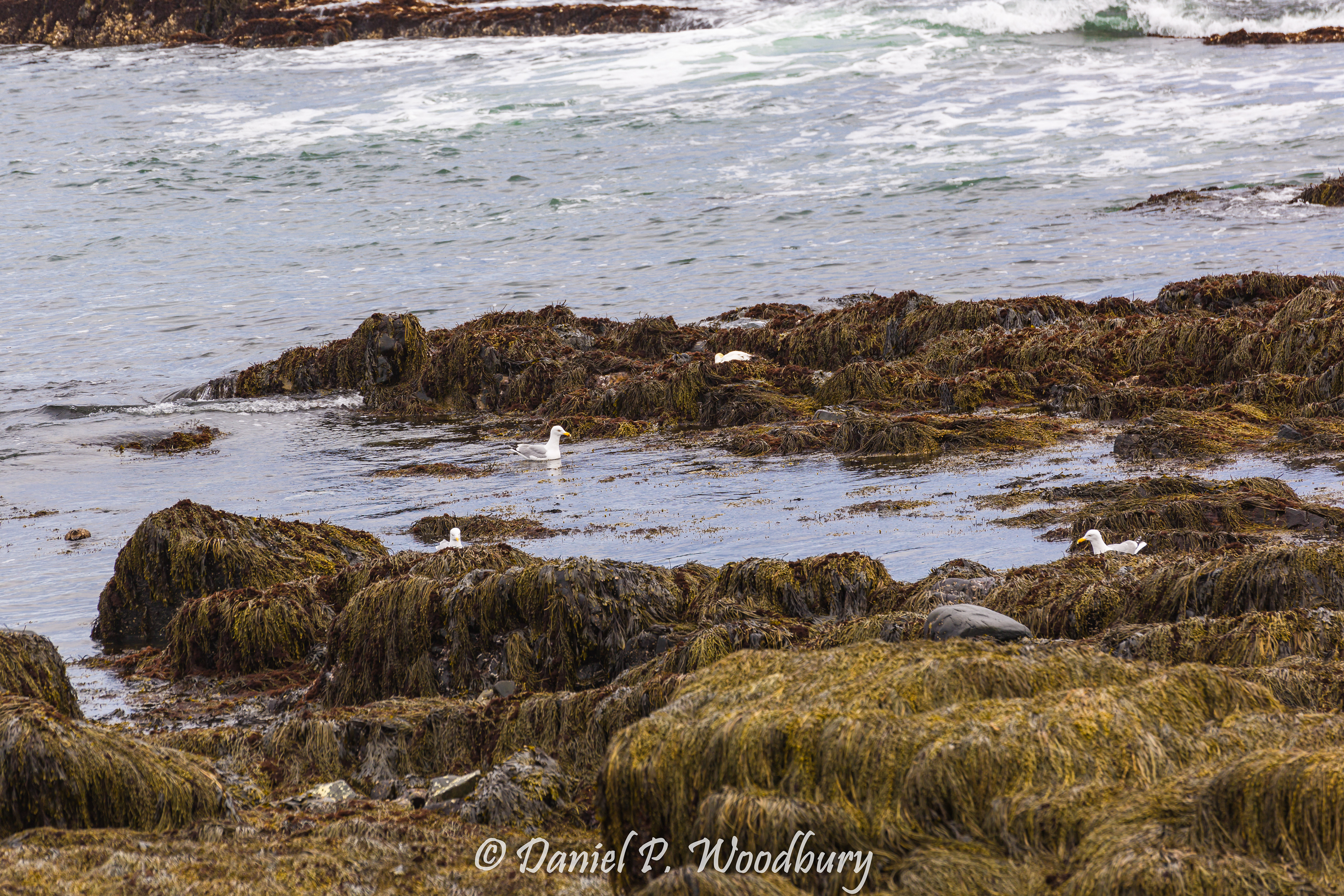 Gull Neighborhood