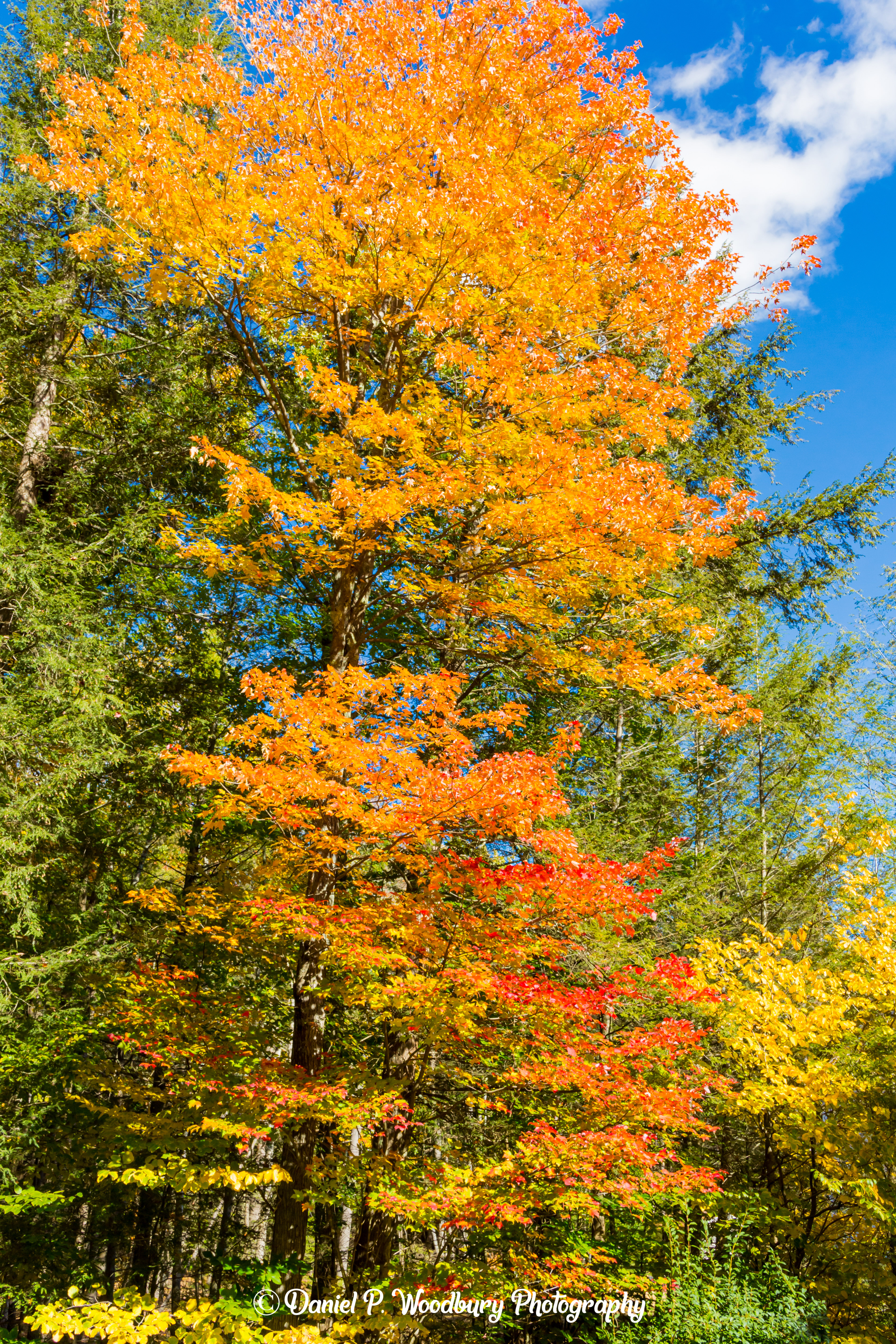 Foliage