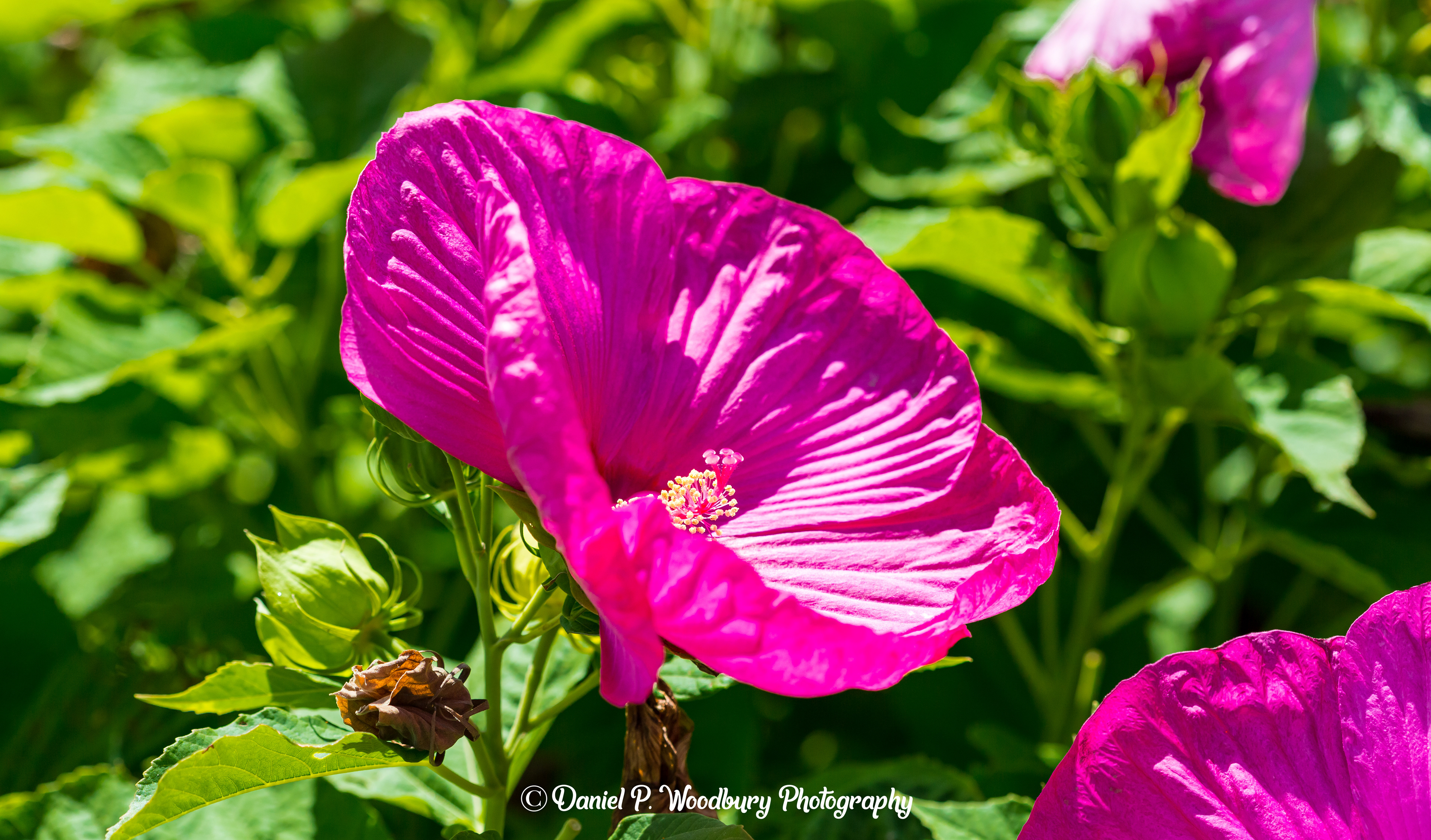 University Of New Hampshire-Unknown Flower