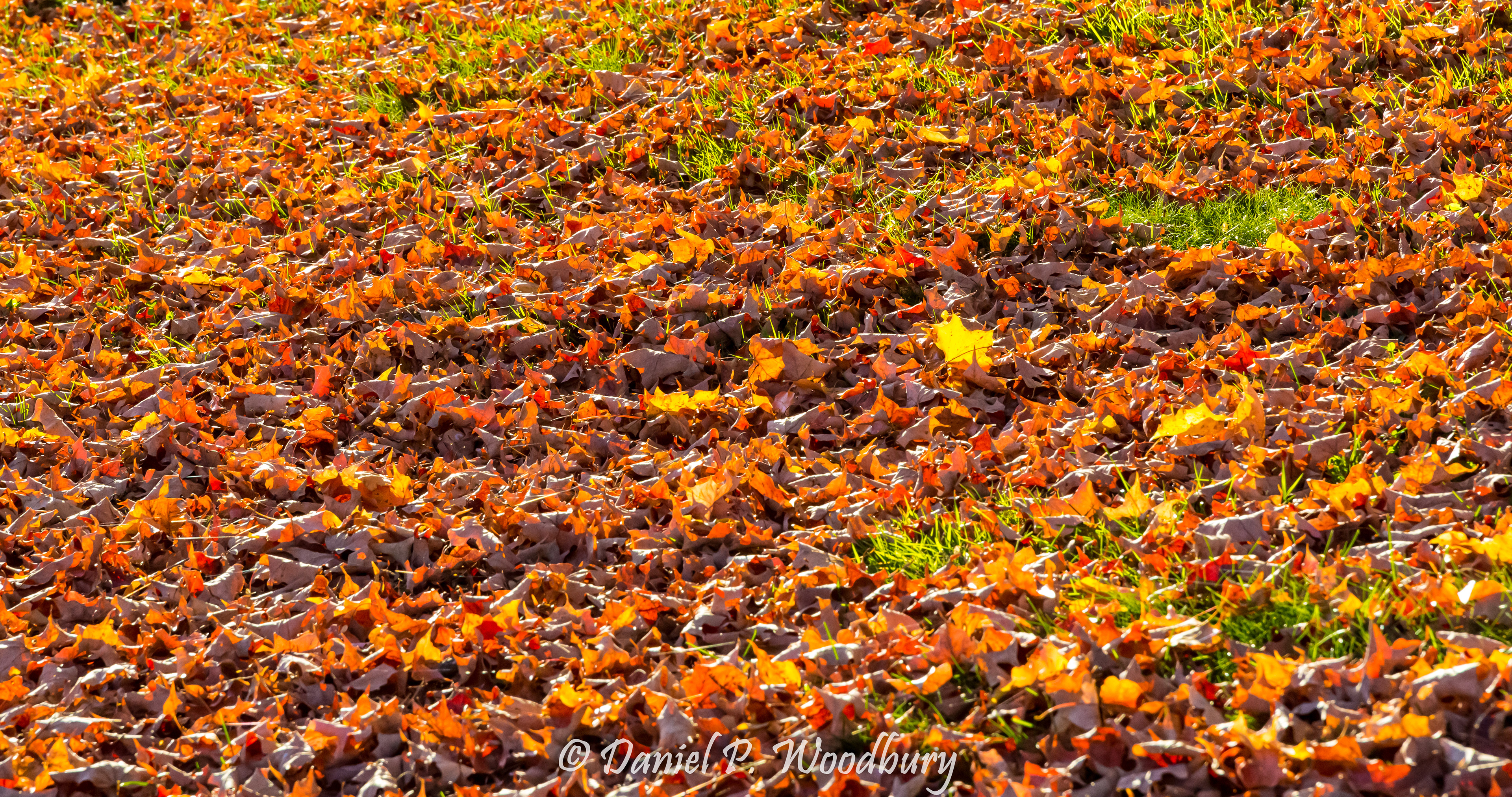 Autumn Litter