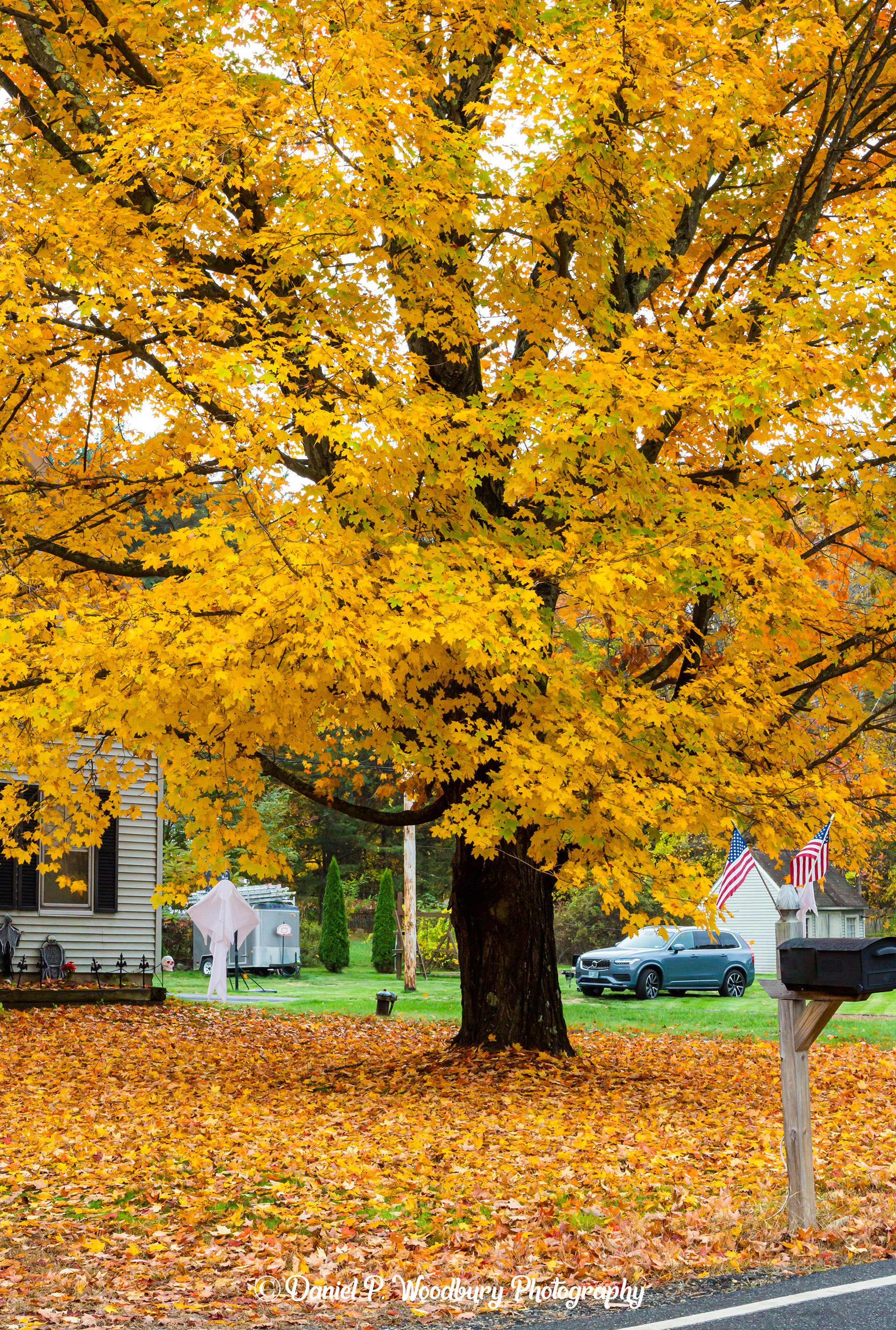 Foliage In Plaistow, NH