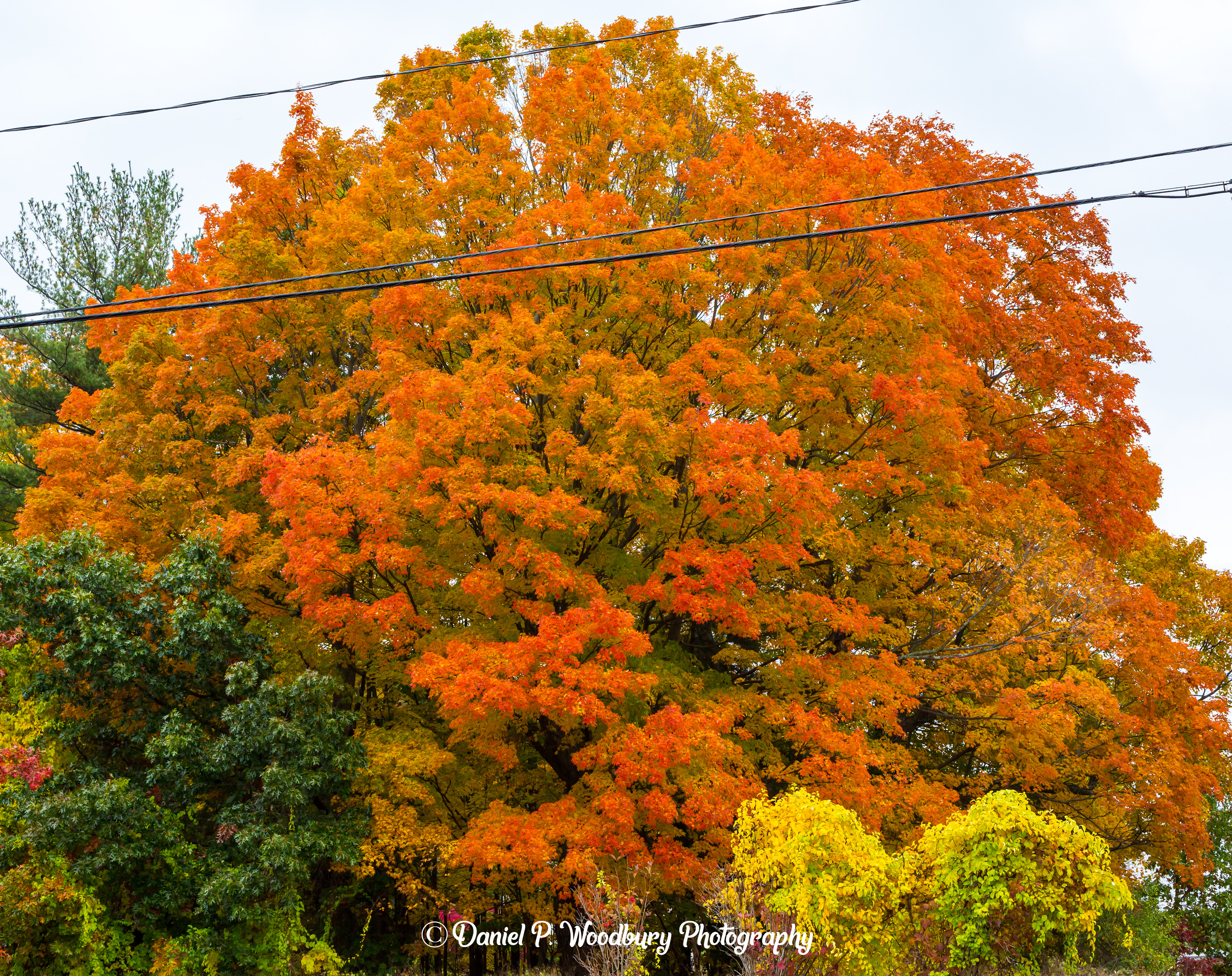 Foliage In Plaistow, NH
