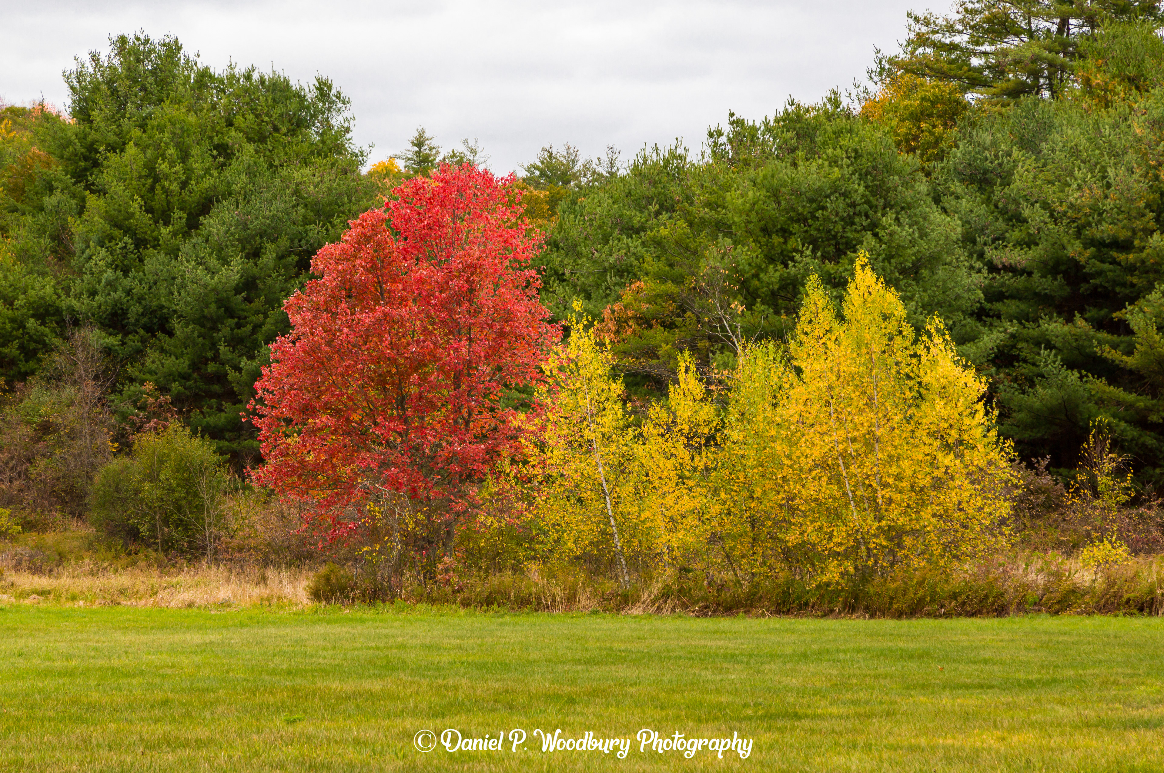 Just Some Foliage