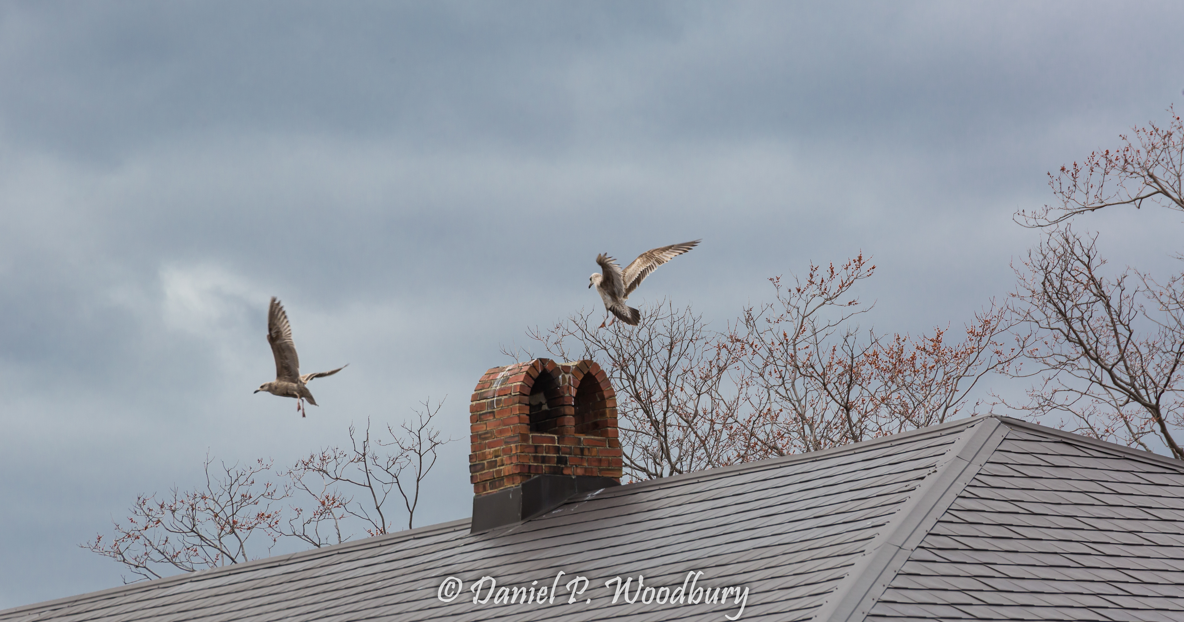 Seagull Hangout