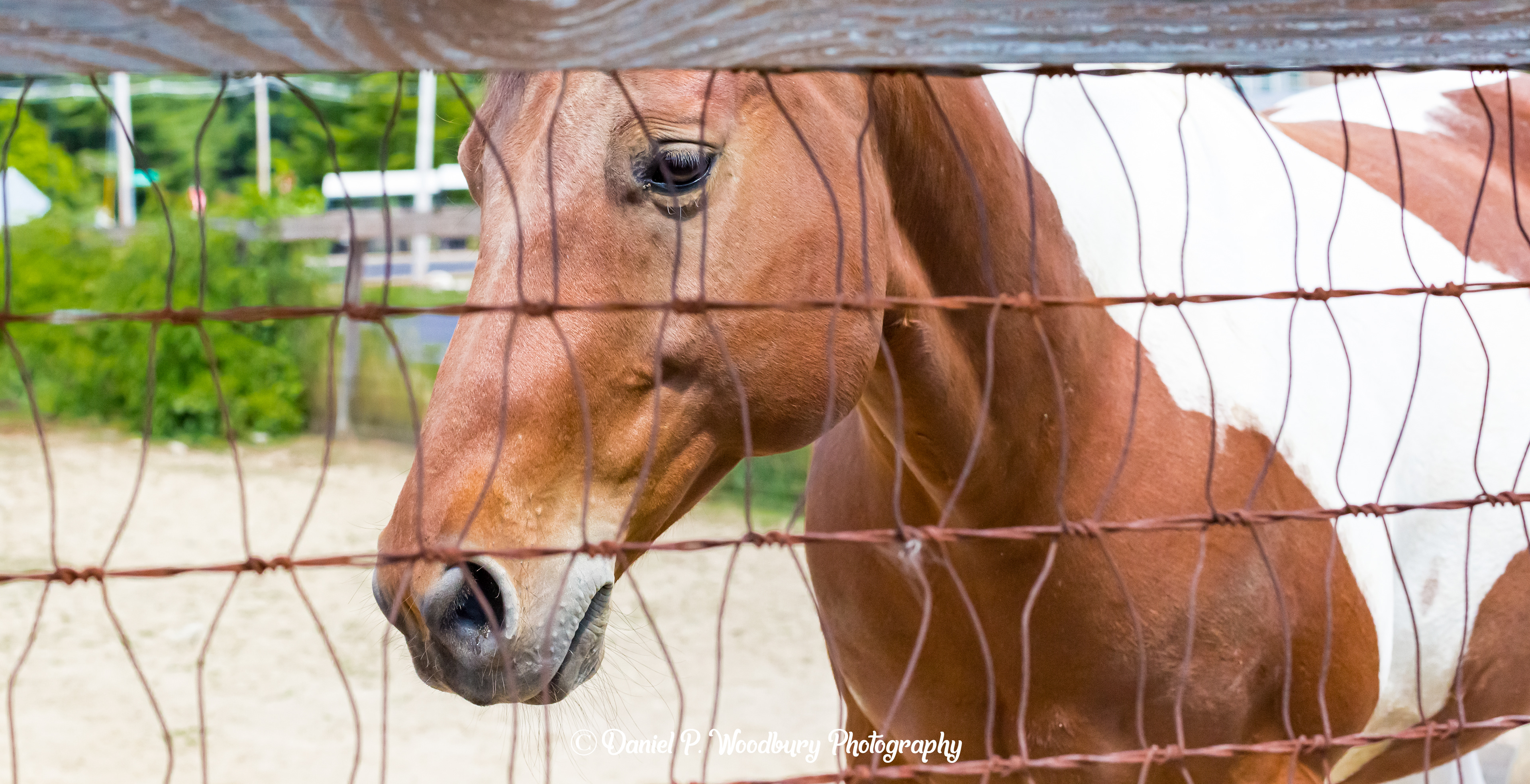 University Of New Hampshire Horsey