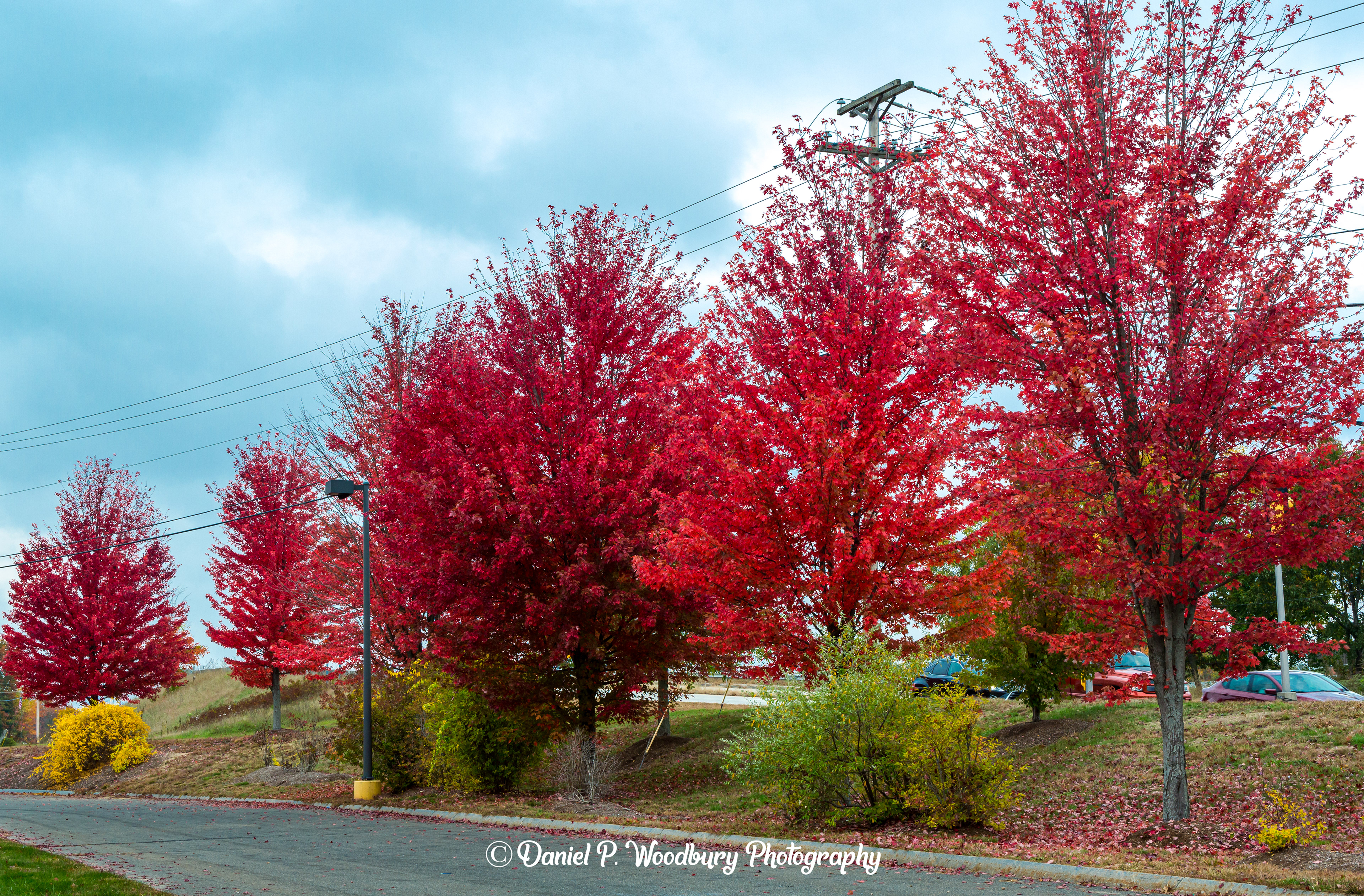 Foliage In Plaistow, NH