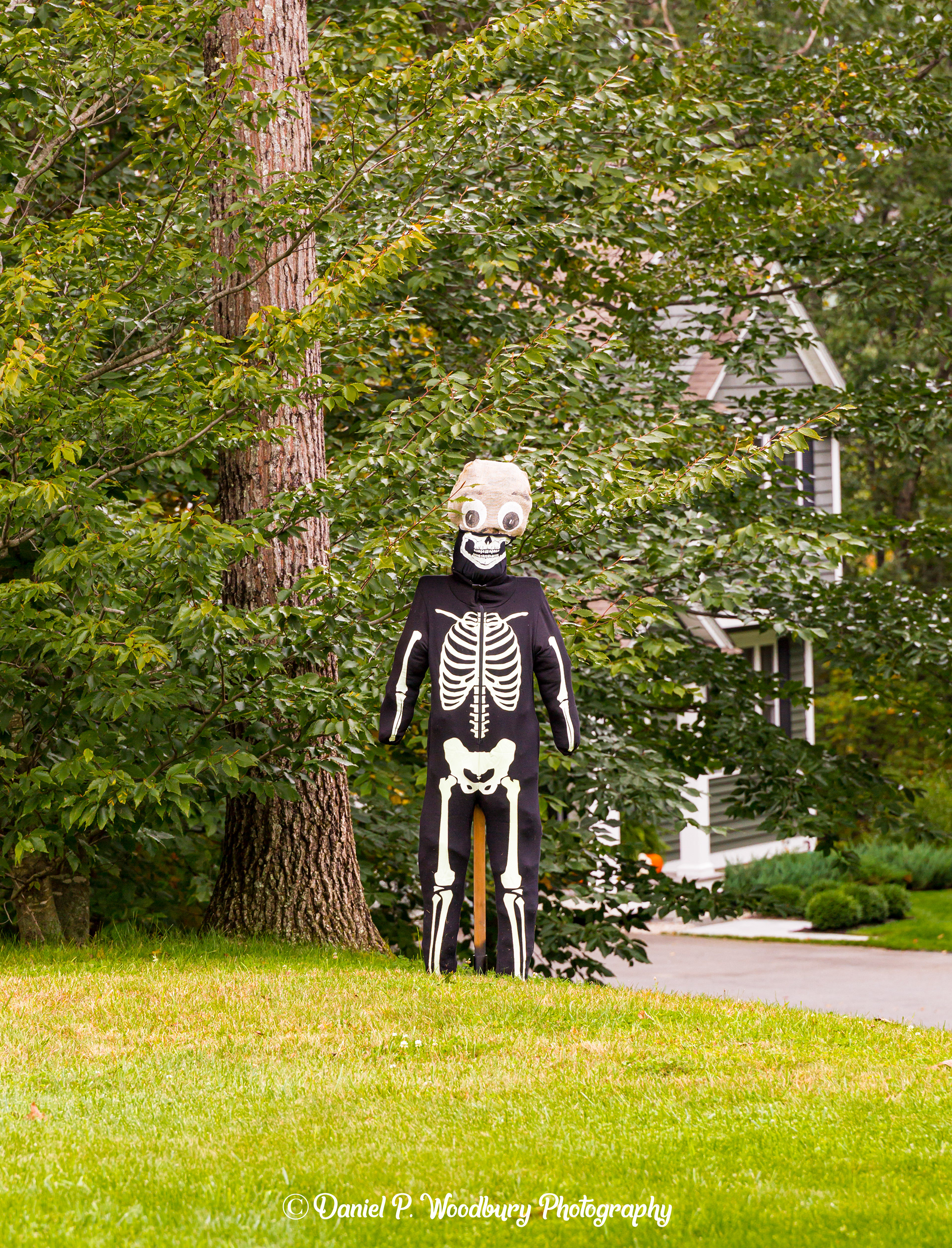 Skeleton Scarecrow