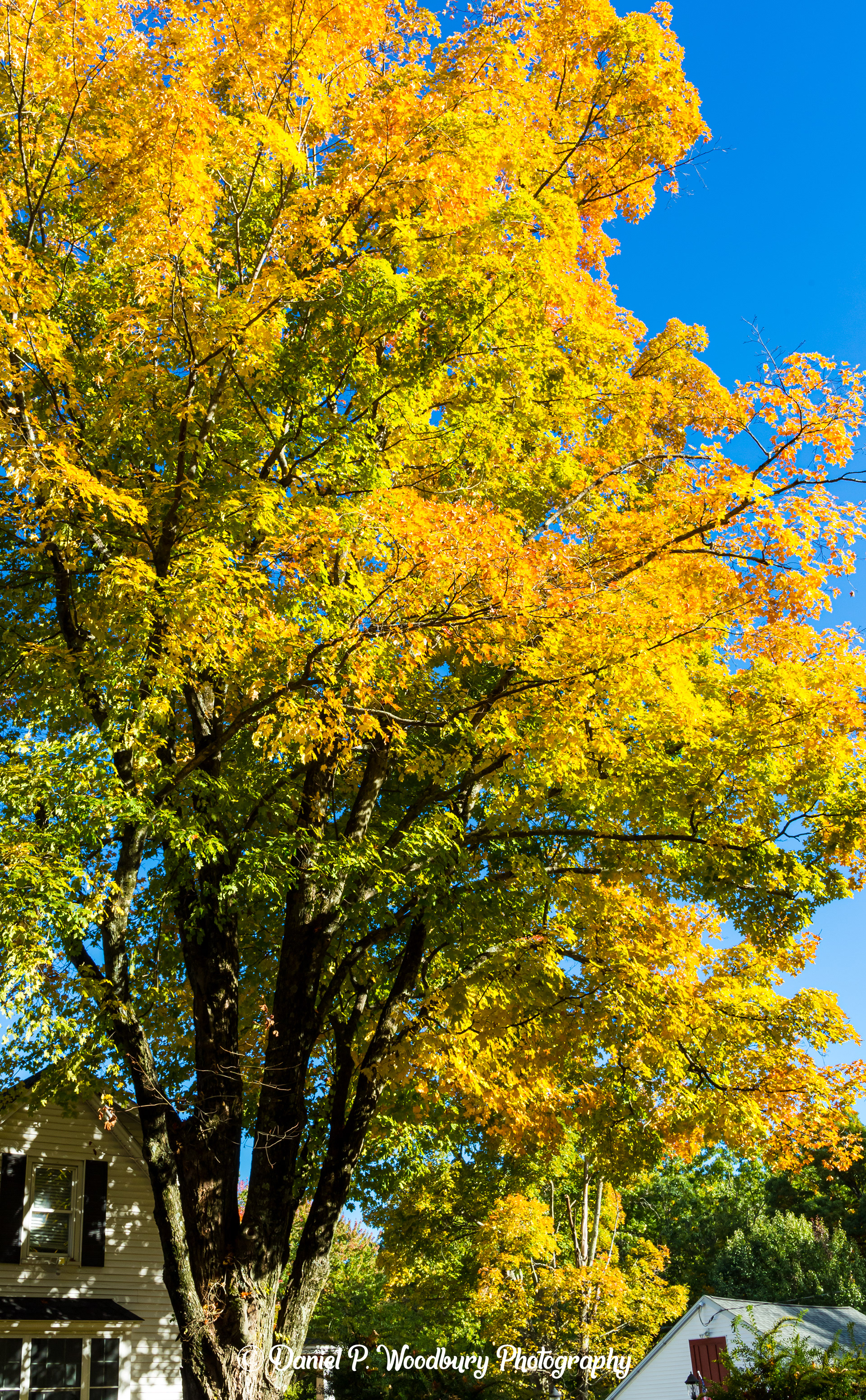 Foliage