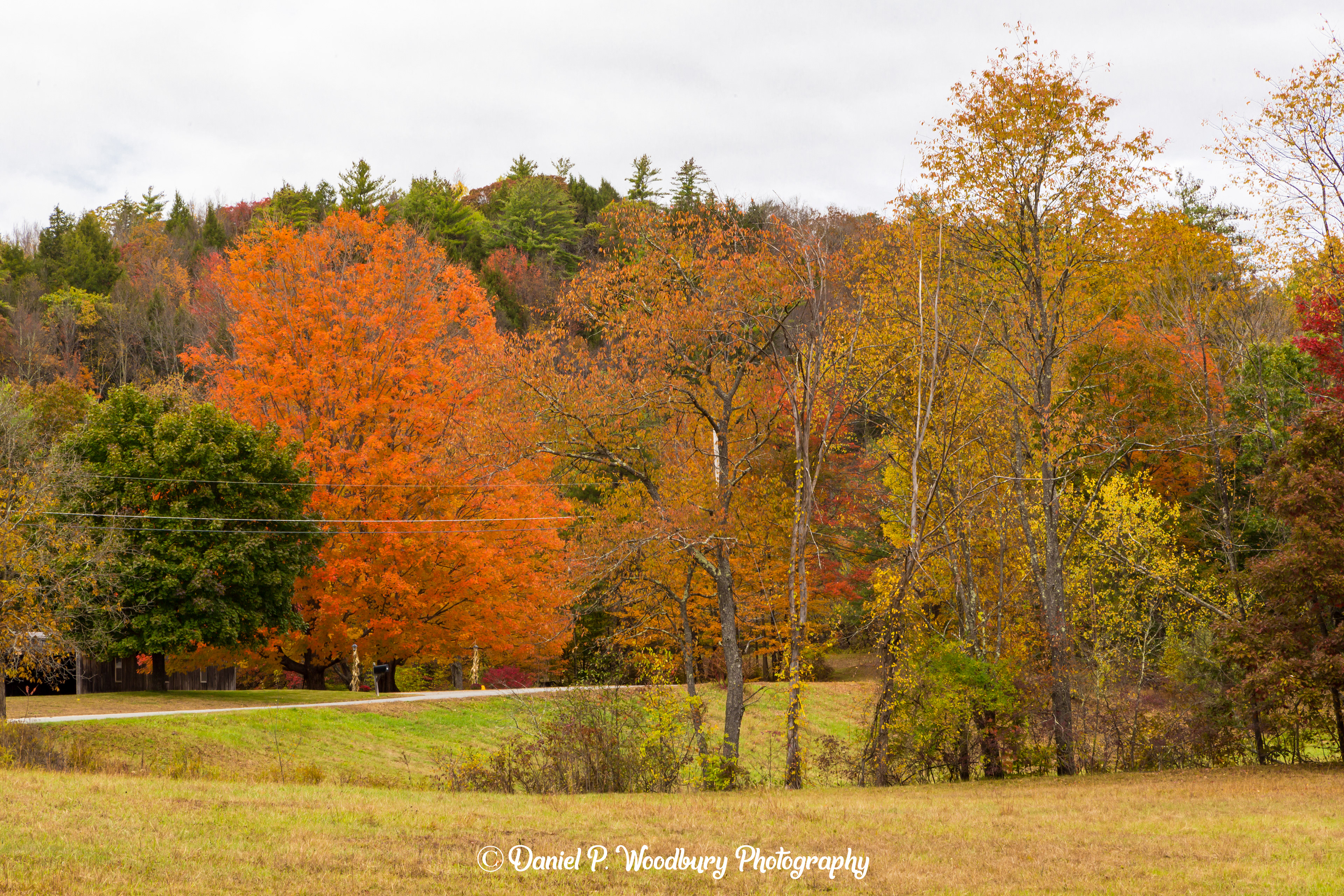 Just Some Foliage