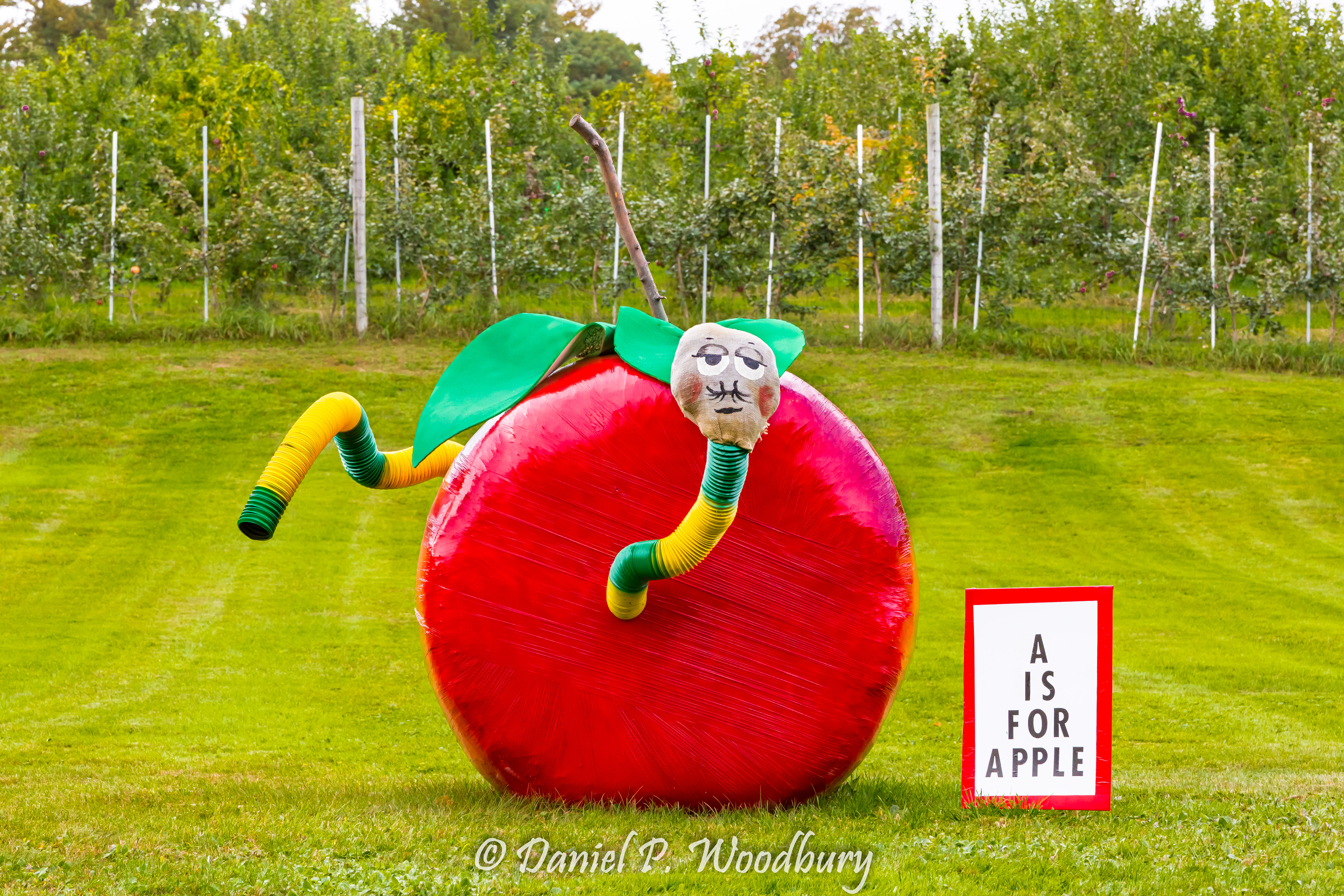Monsieur Worm In Apple