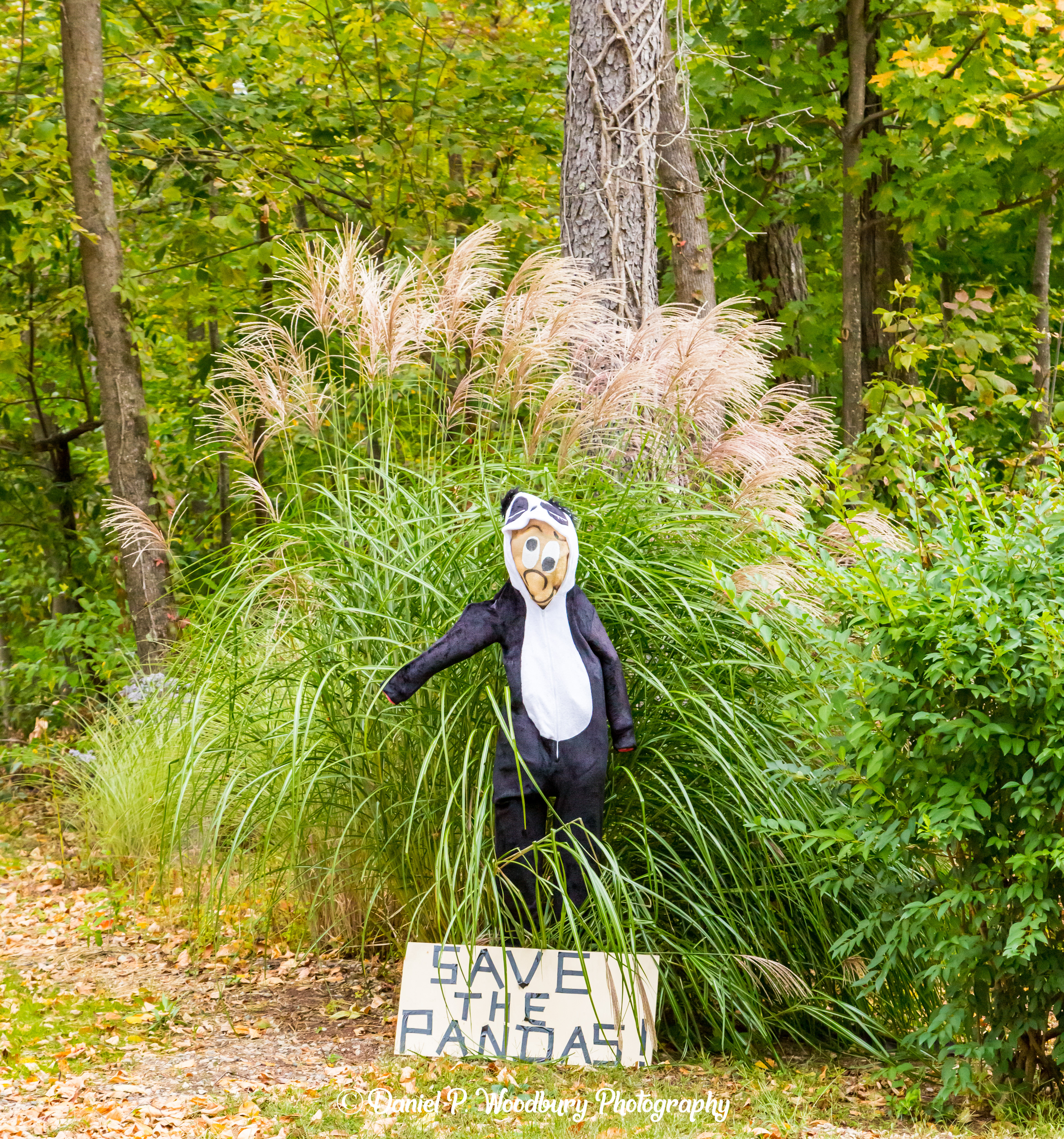Pands Scarecrow