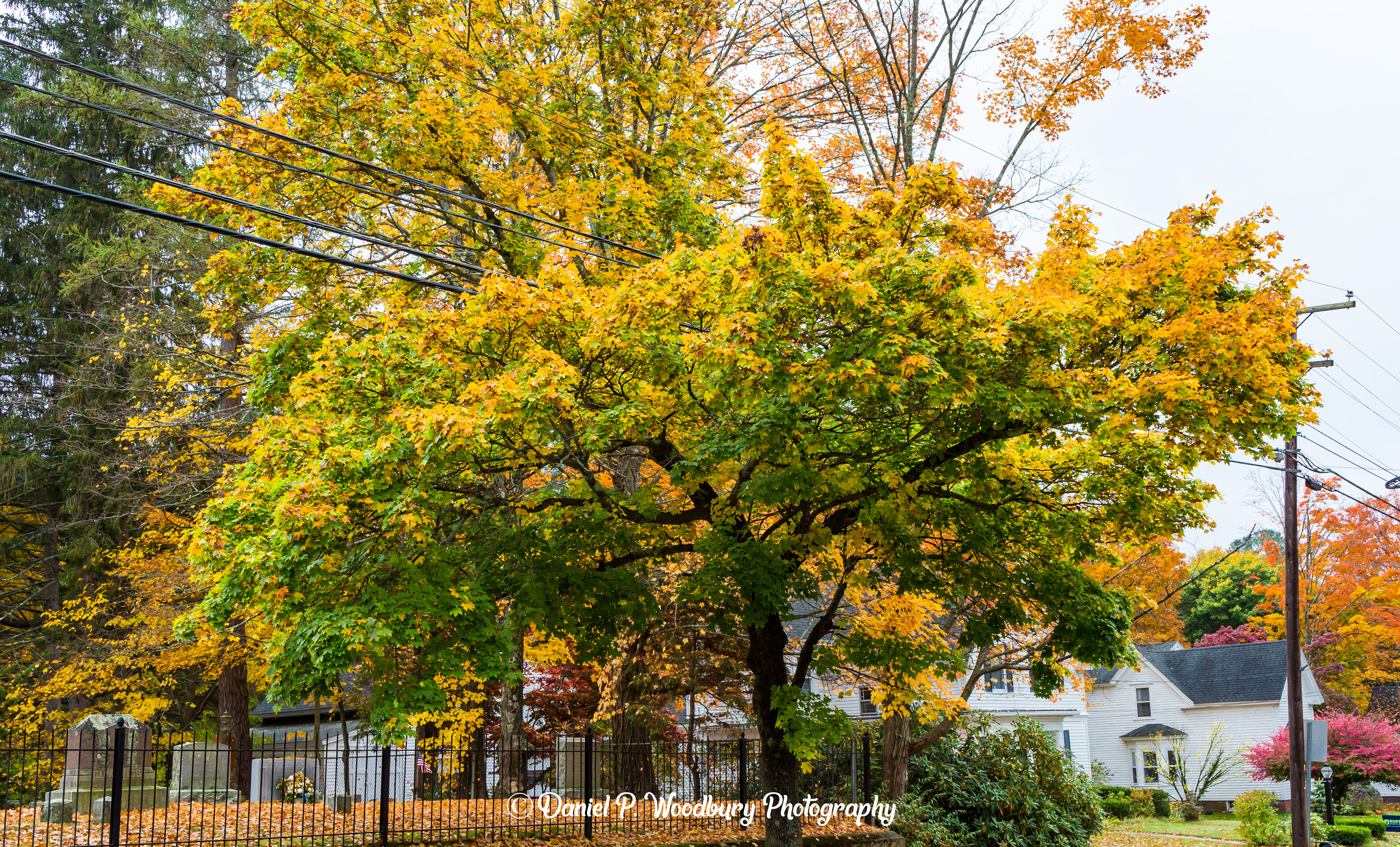 Foliage In Plaistow, NH