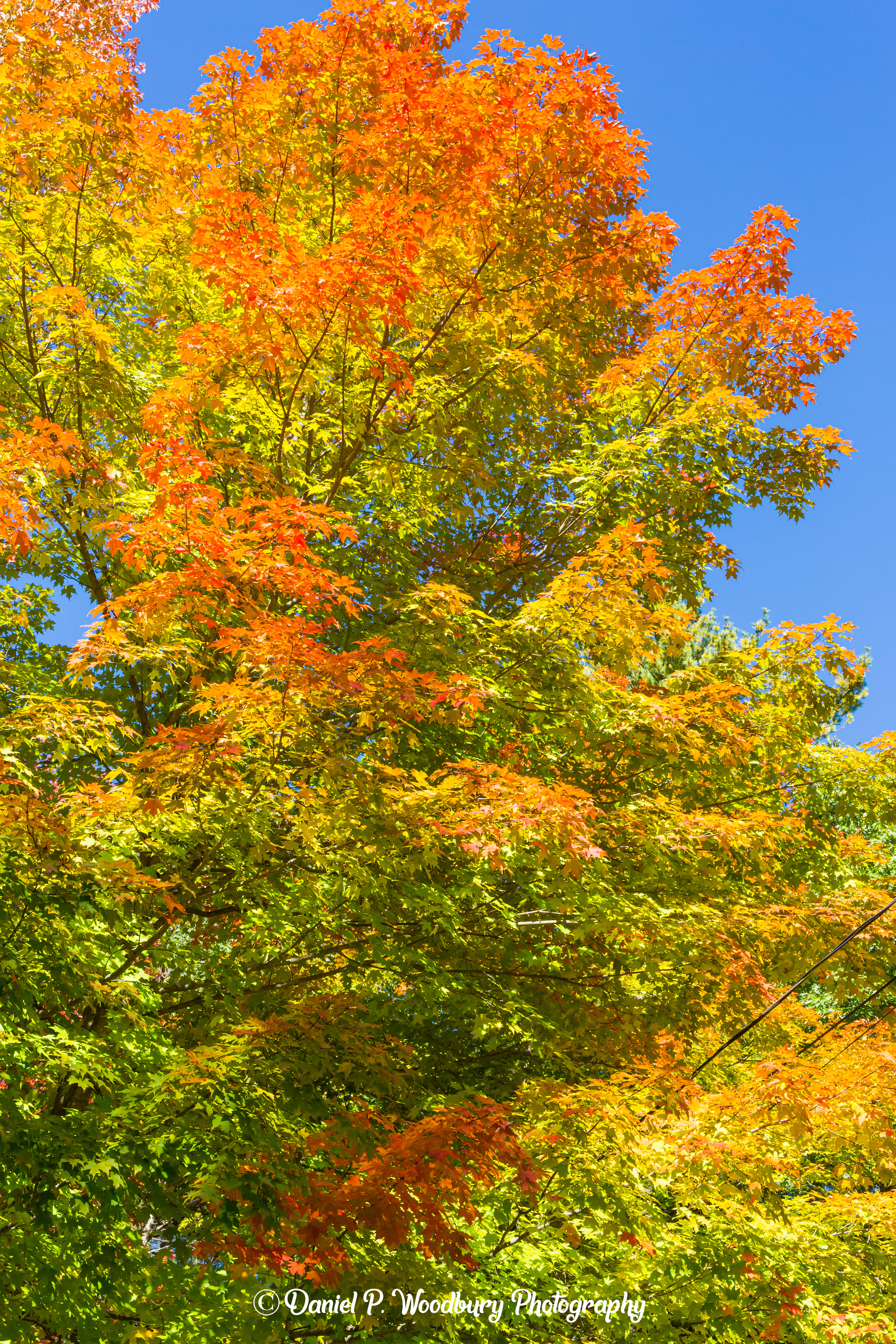 Foliage