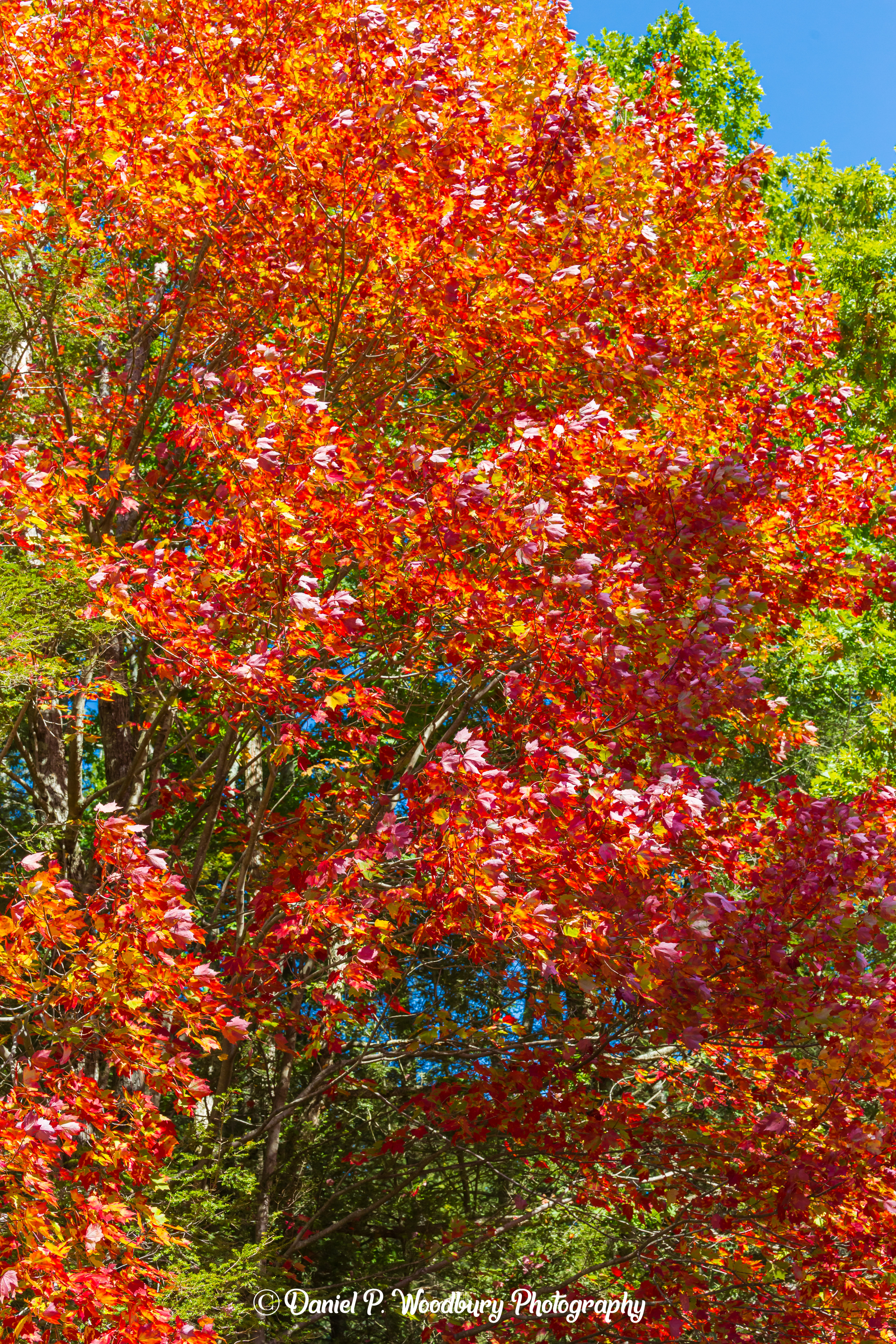 Foliage