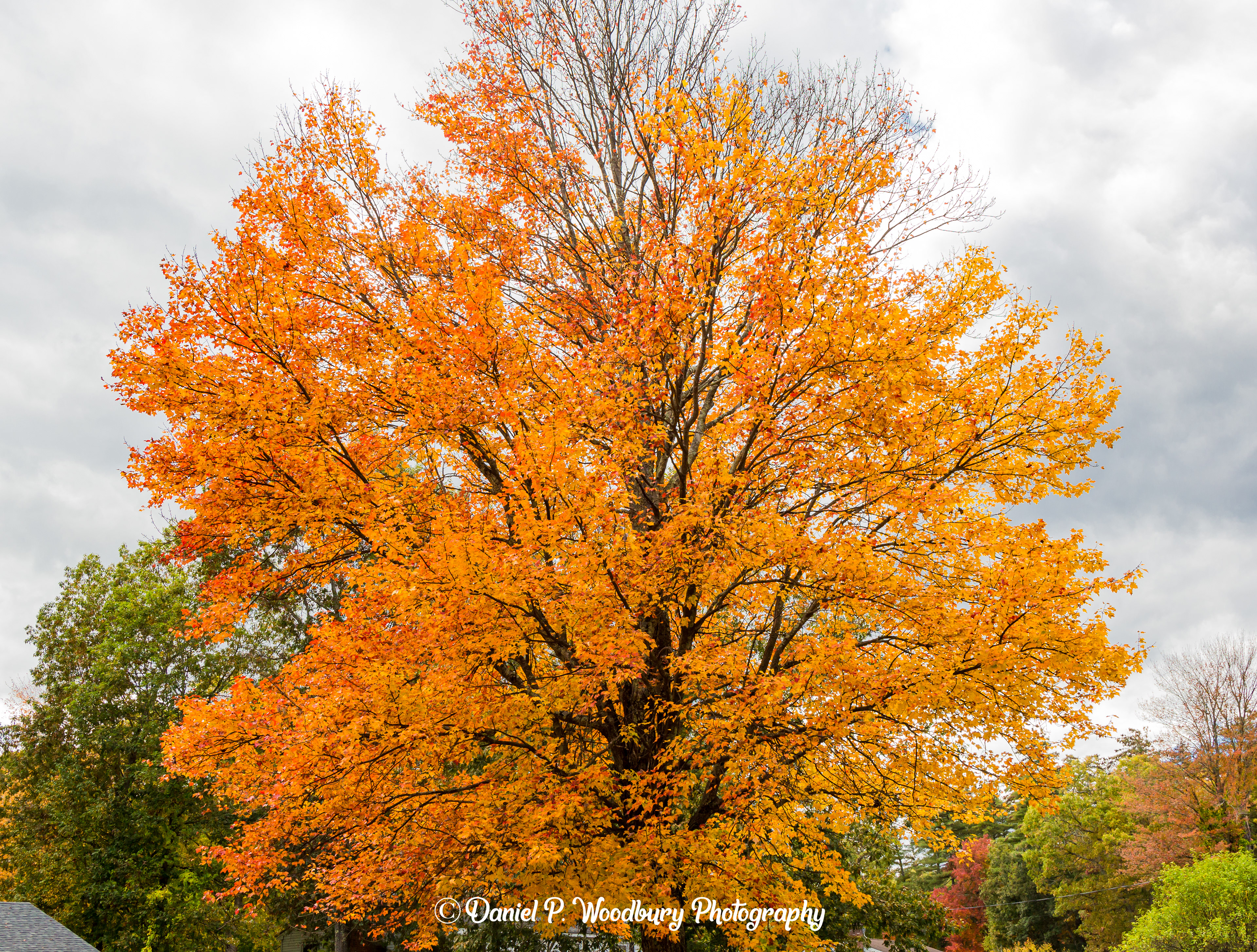 Autumn In Bedford, NH