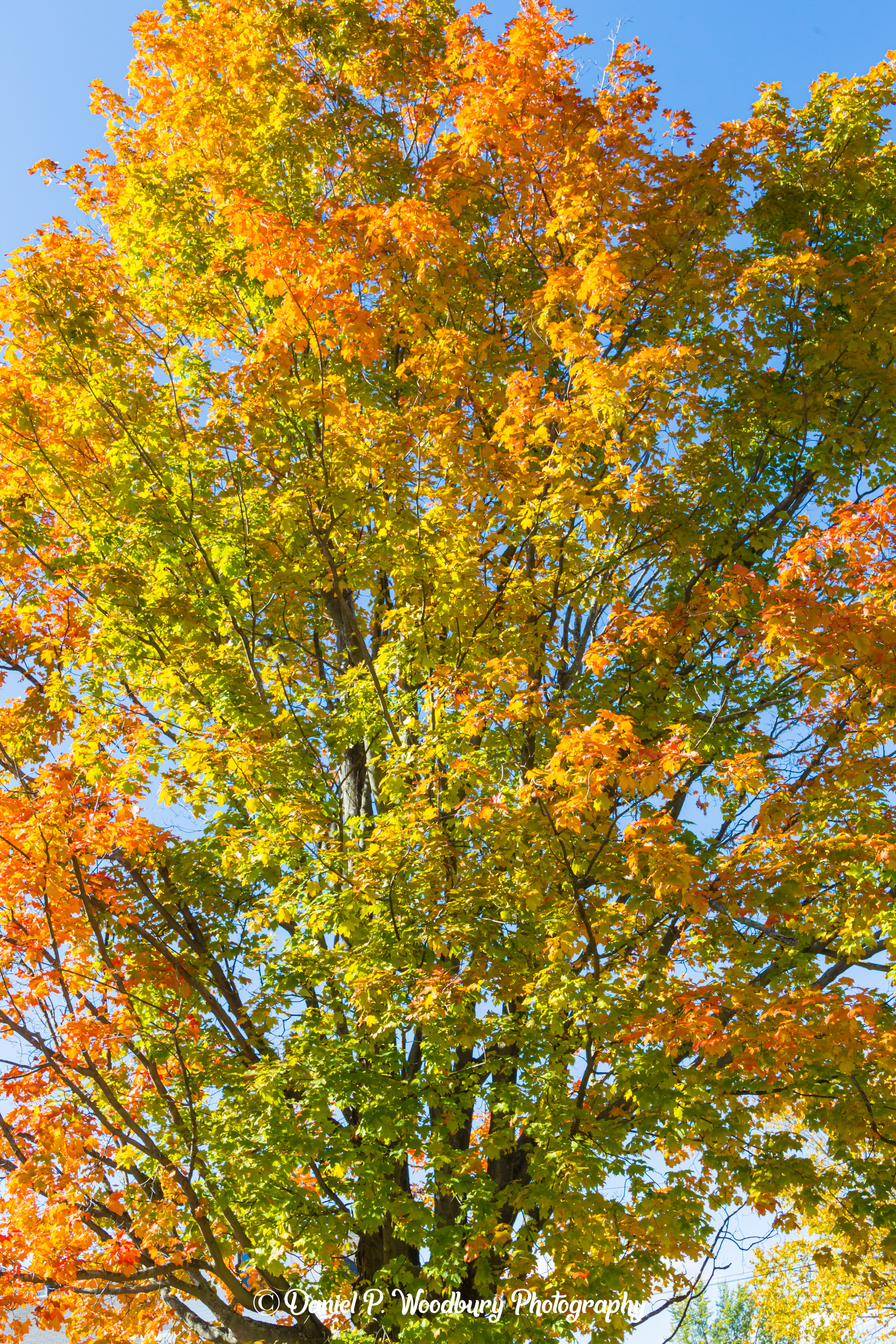 Foliage