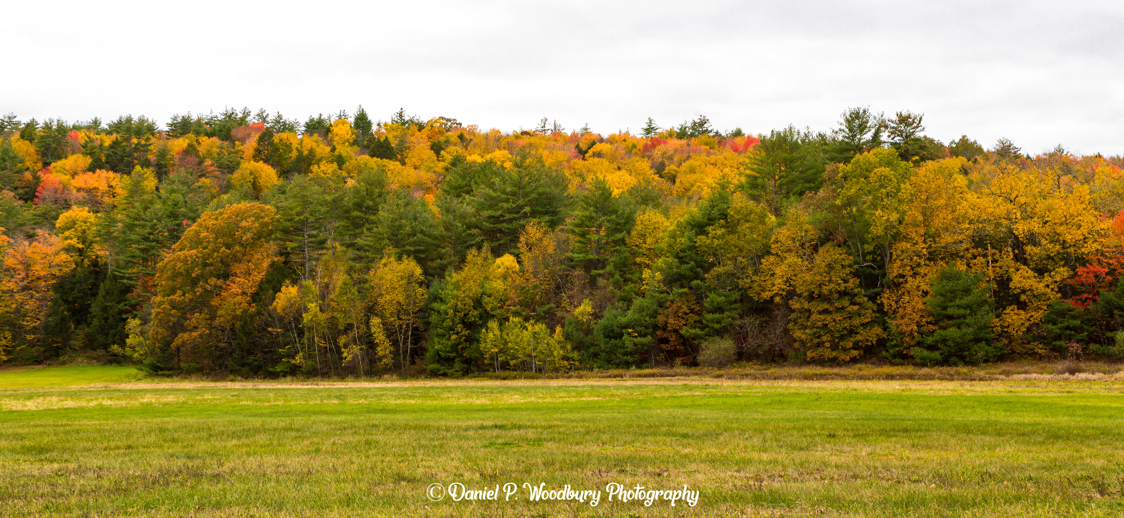 Just Some Foliage
