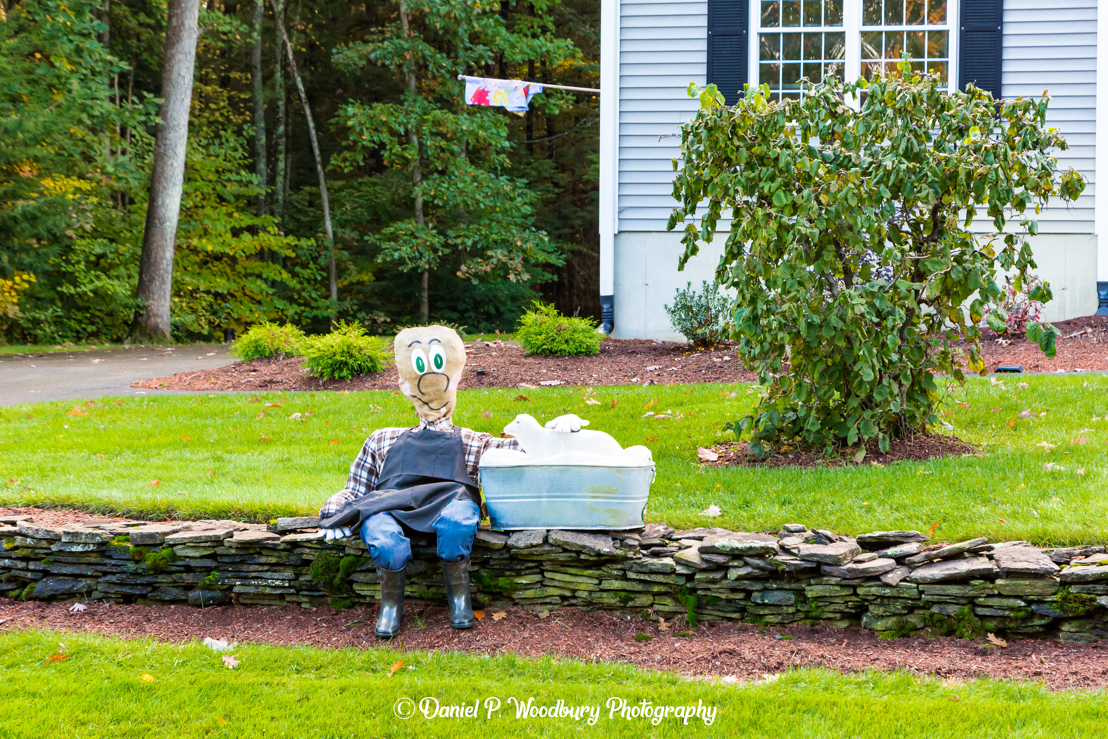 Sheep Washin' Scarecrow