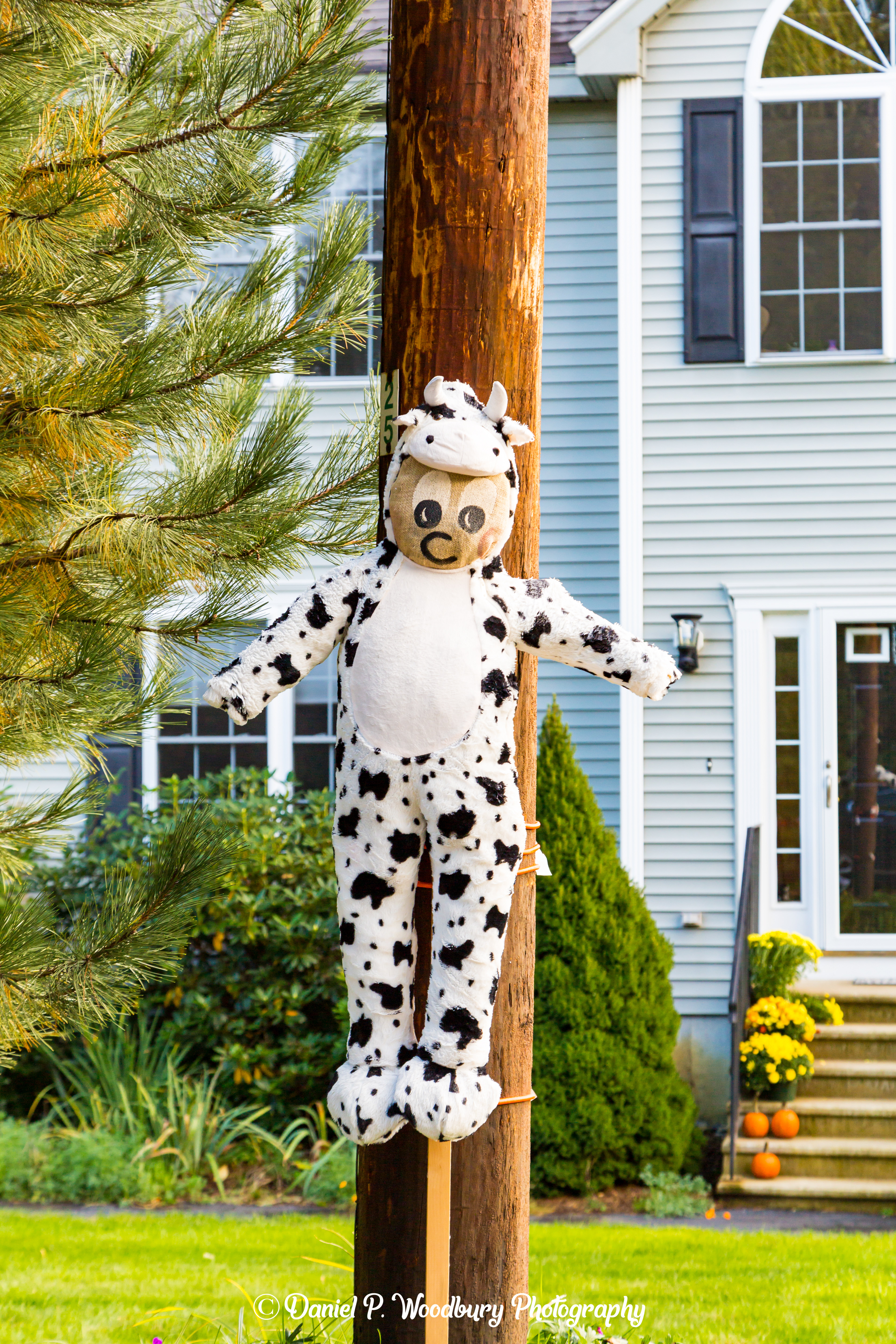Cow Scarecrow