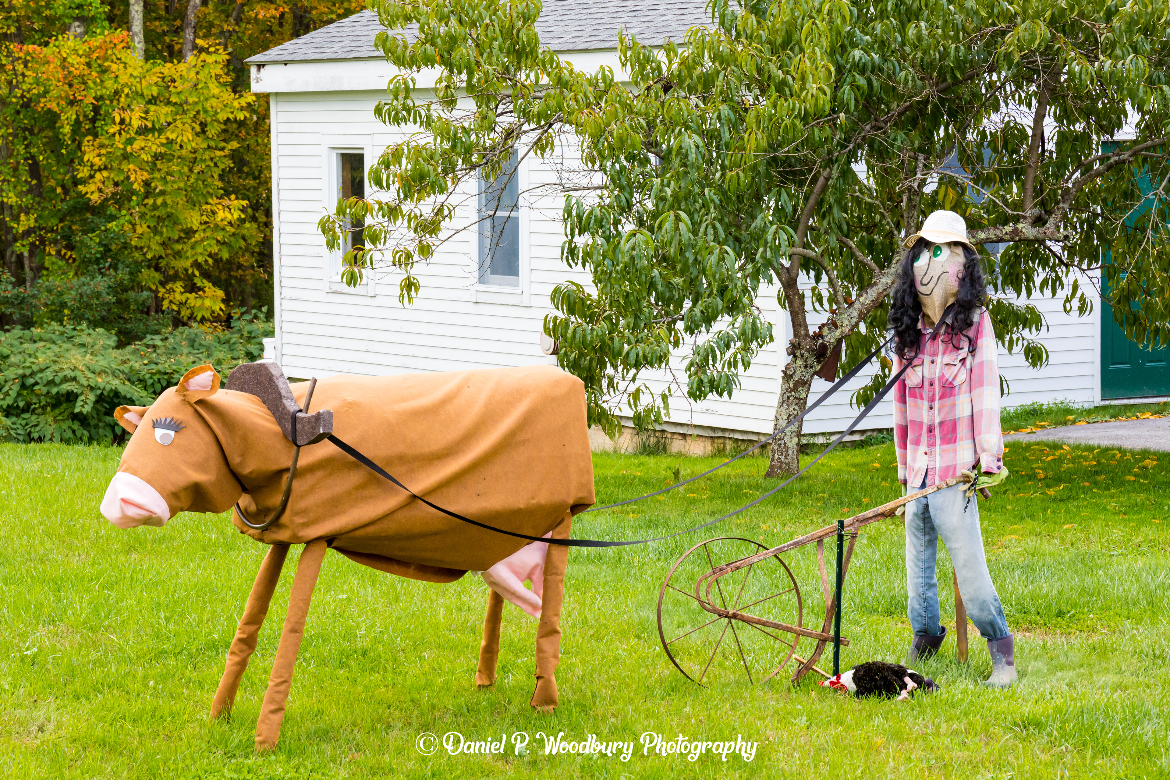 Cow Ploughin' Scarecrow