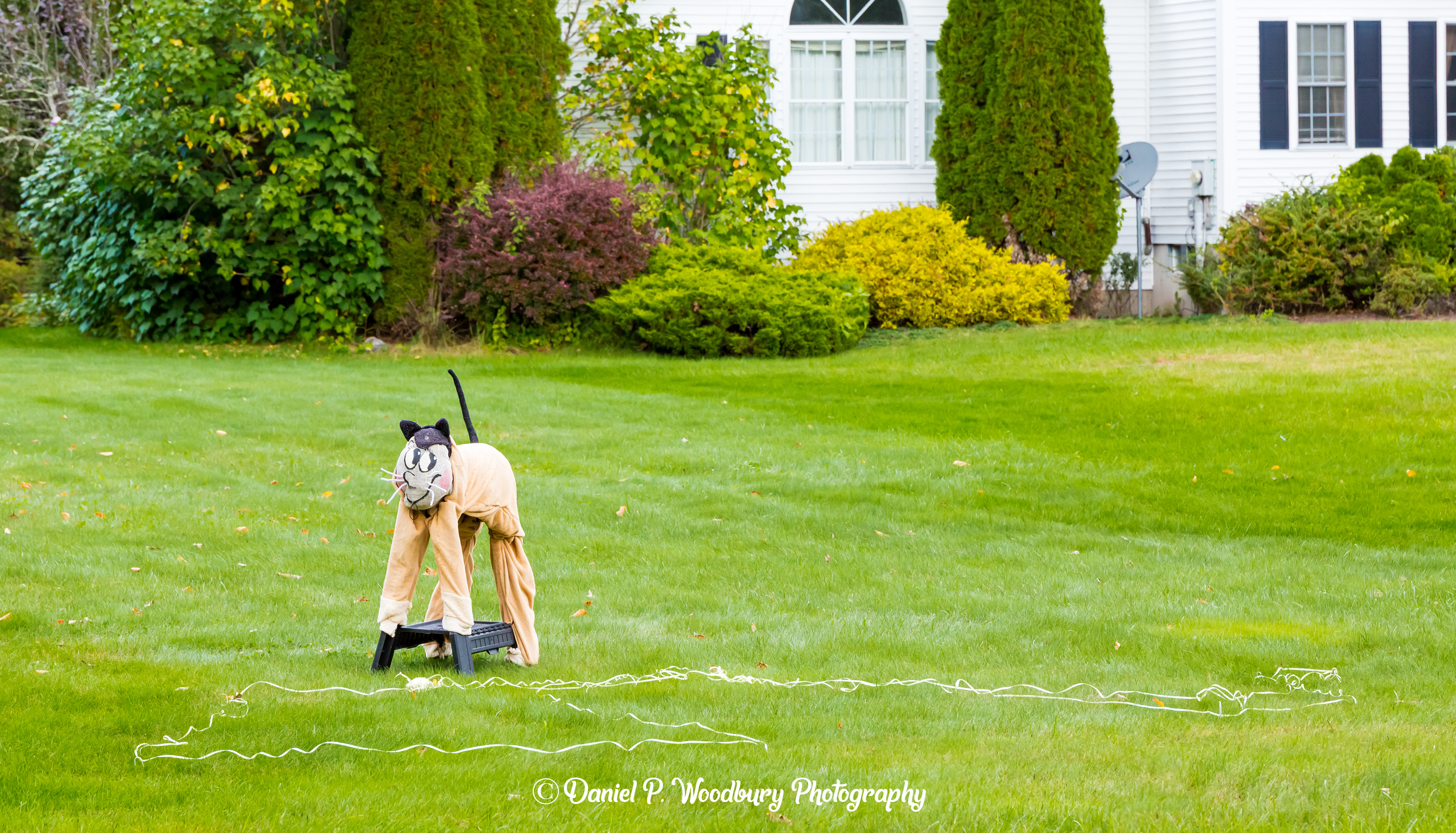 Kitty Scarecrow