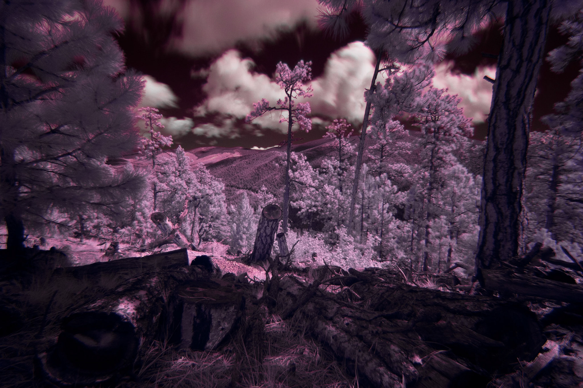 Digital Near Infrared Photography