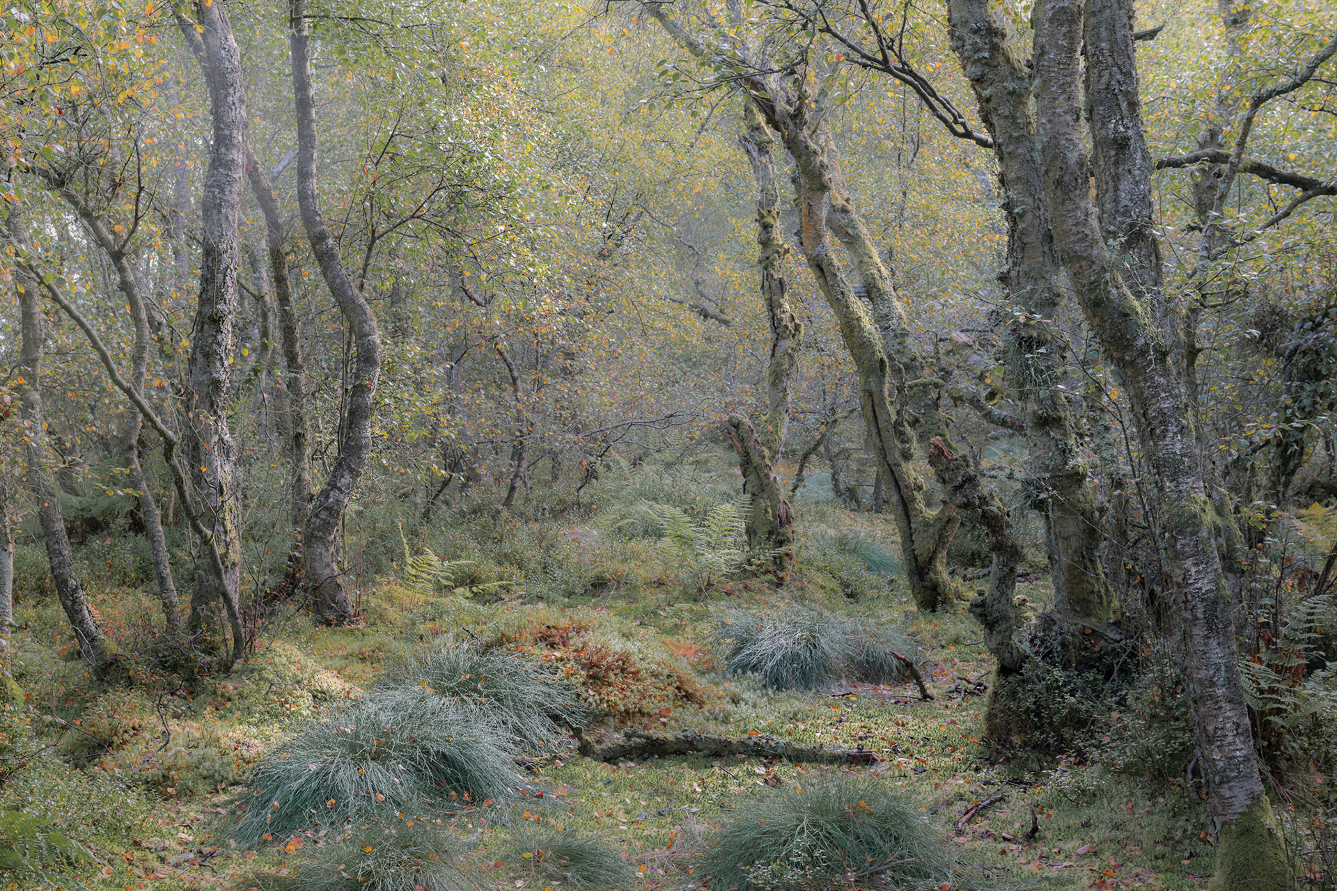 It's all about the understory