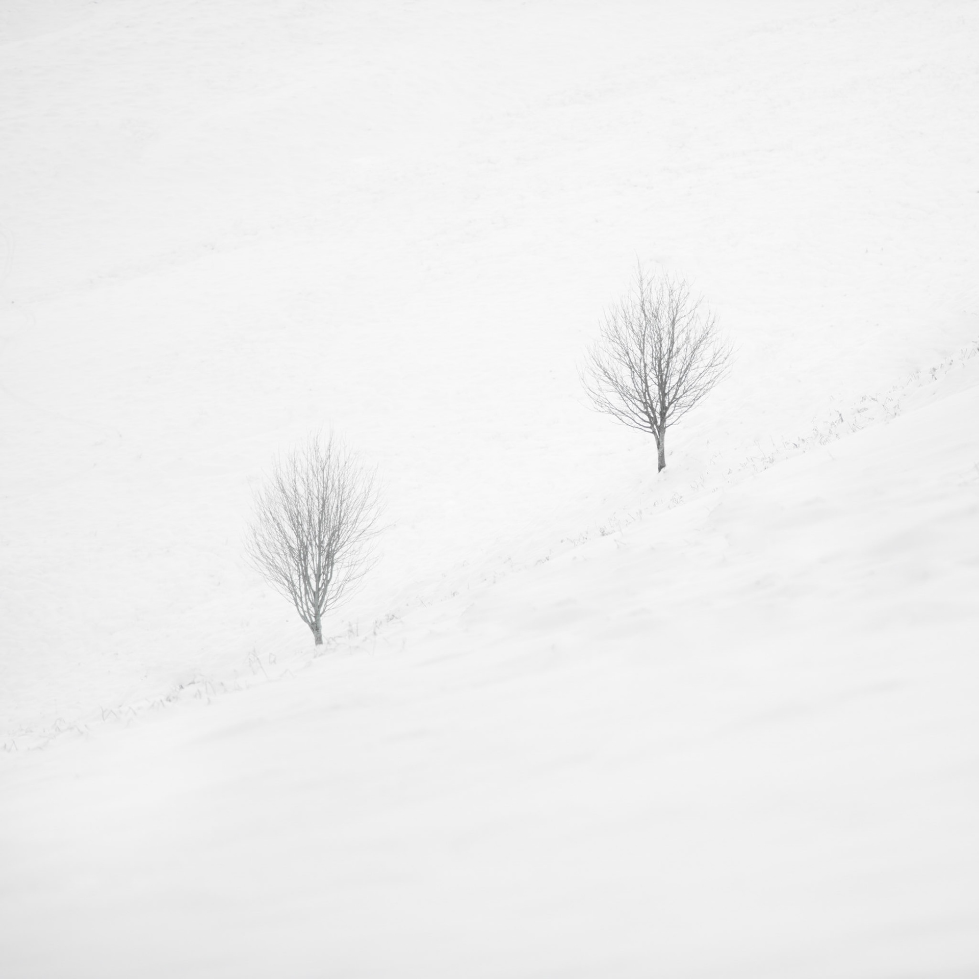 Simple photograph of two trees on the side of a snowy hill. This was taken during the first phase of lockdown. The hills were covered in snow, it was white as far as the eye can see, apart from these two trees that stood out.