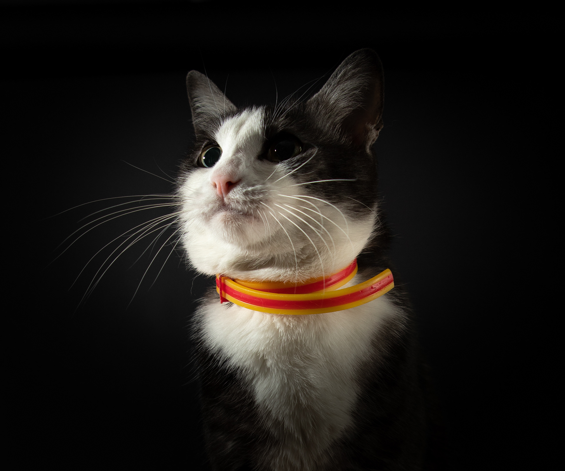 Milo