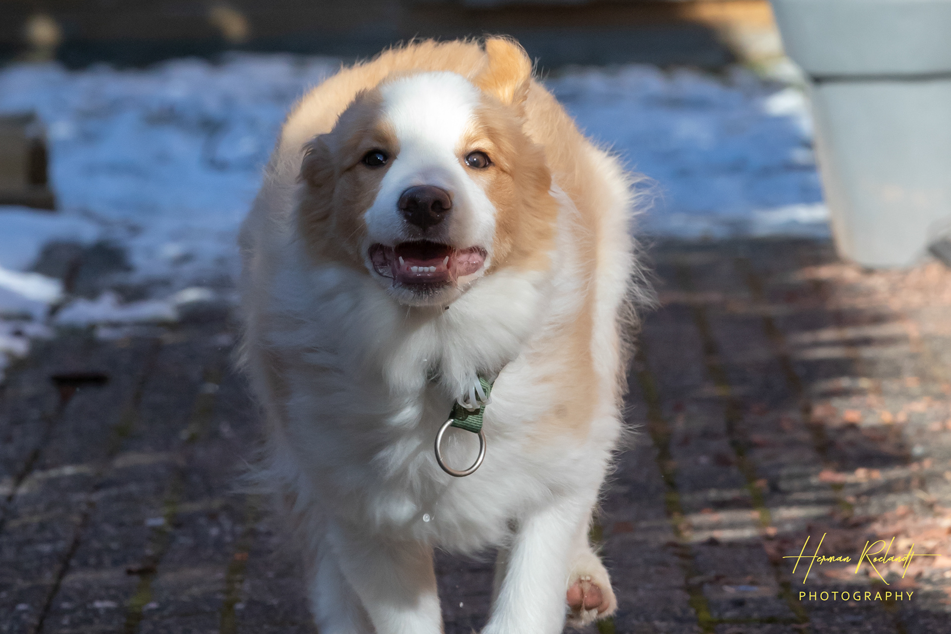 Tygo