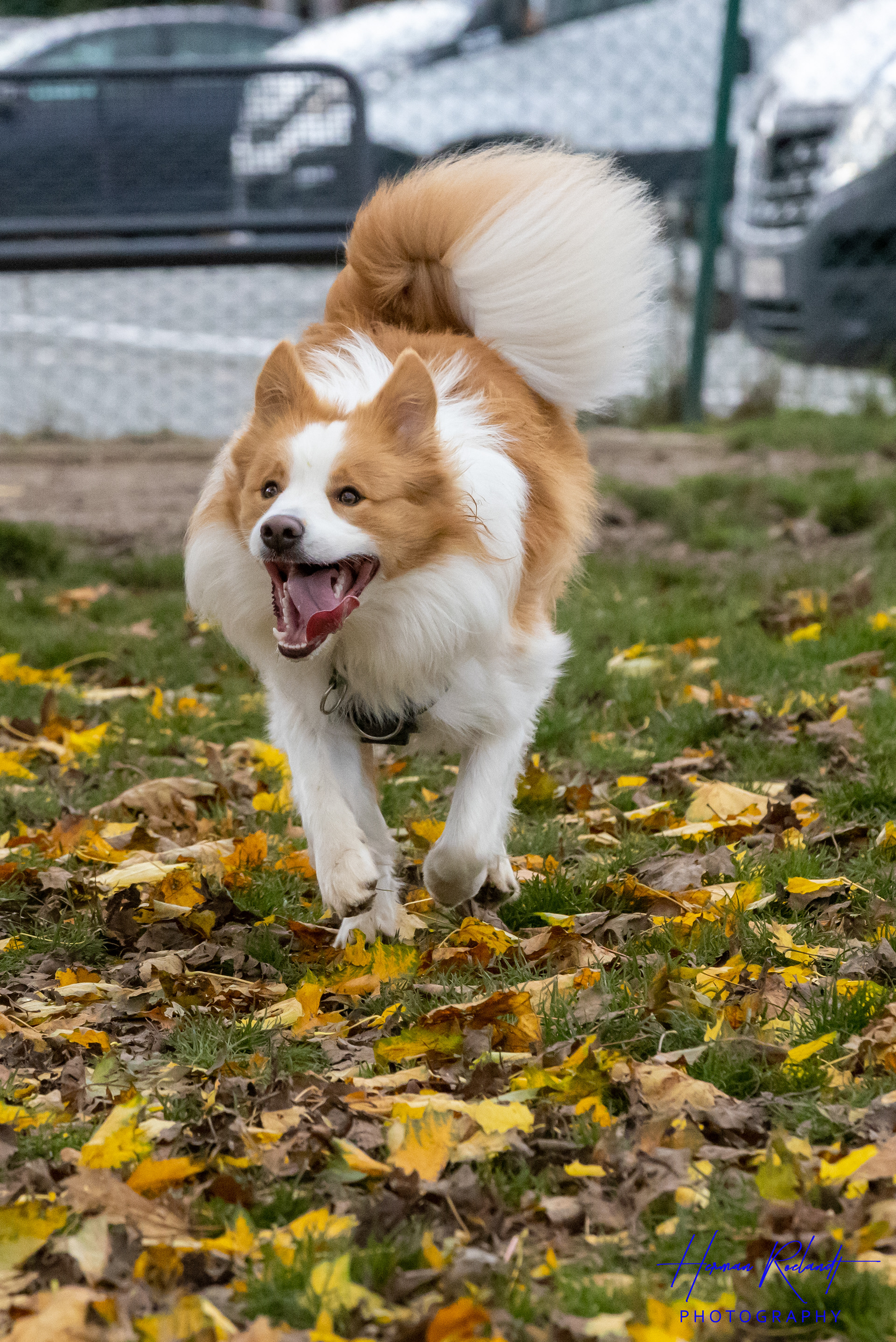 Tygo