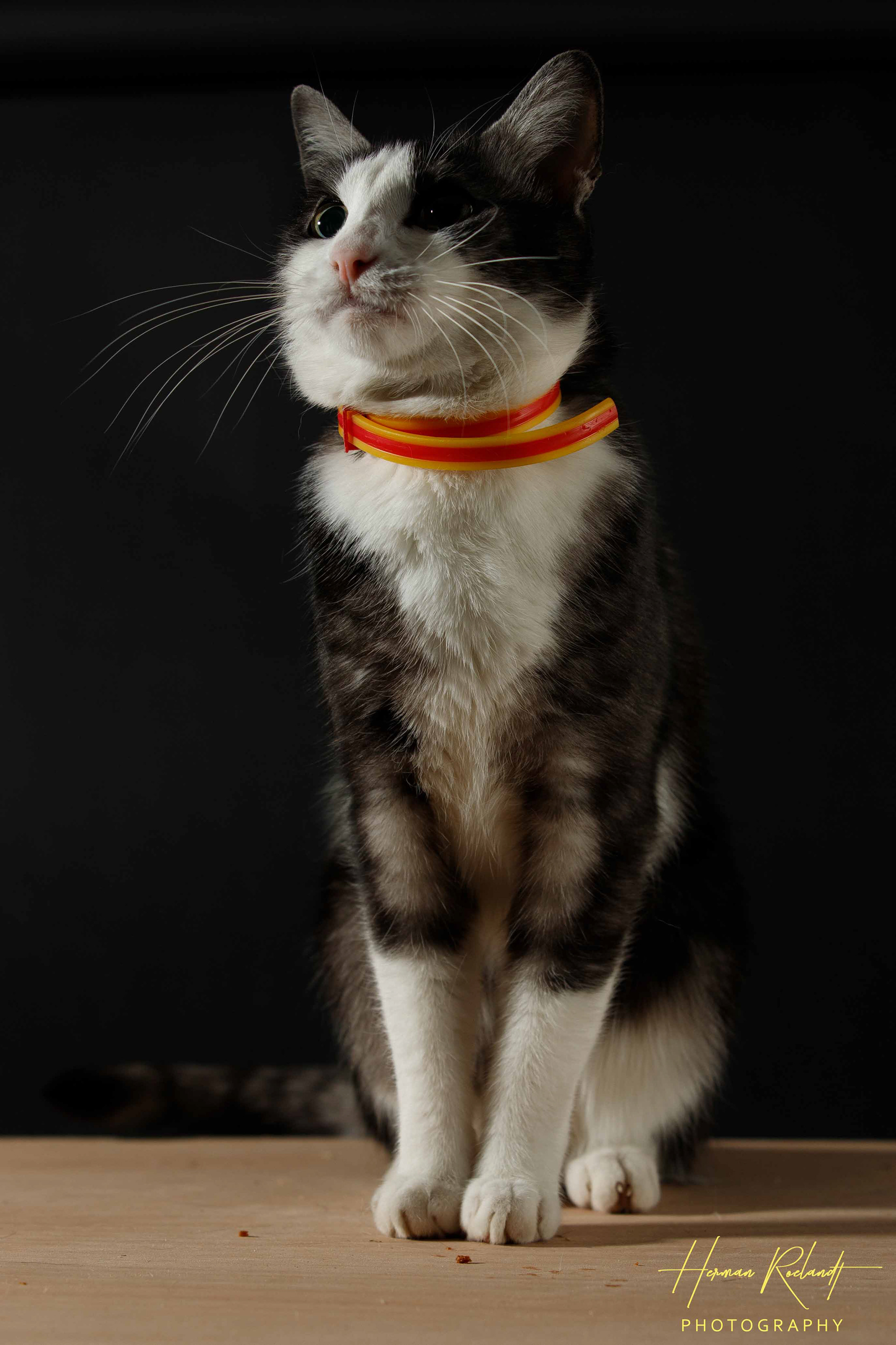 Milo