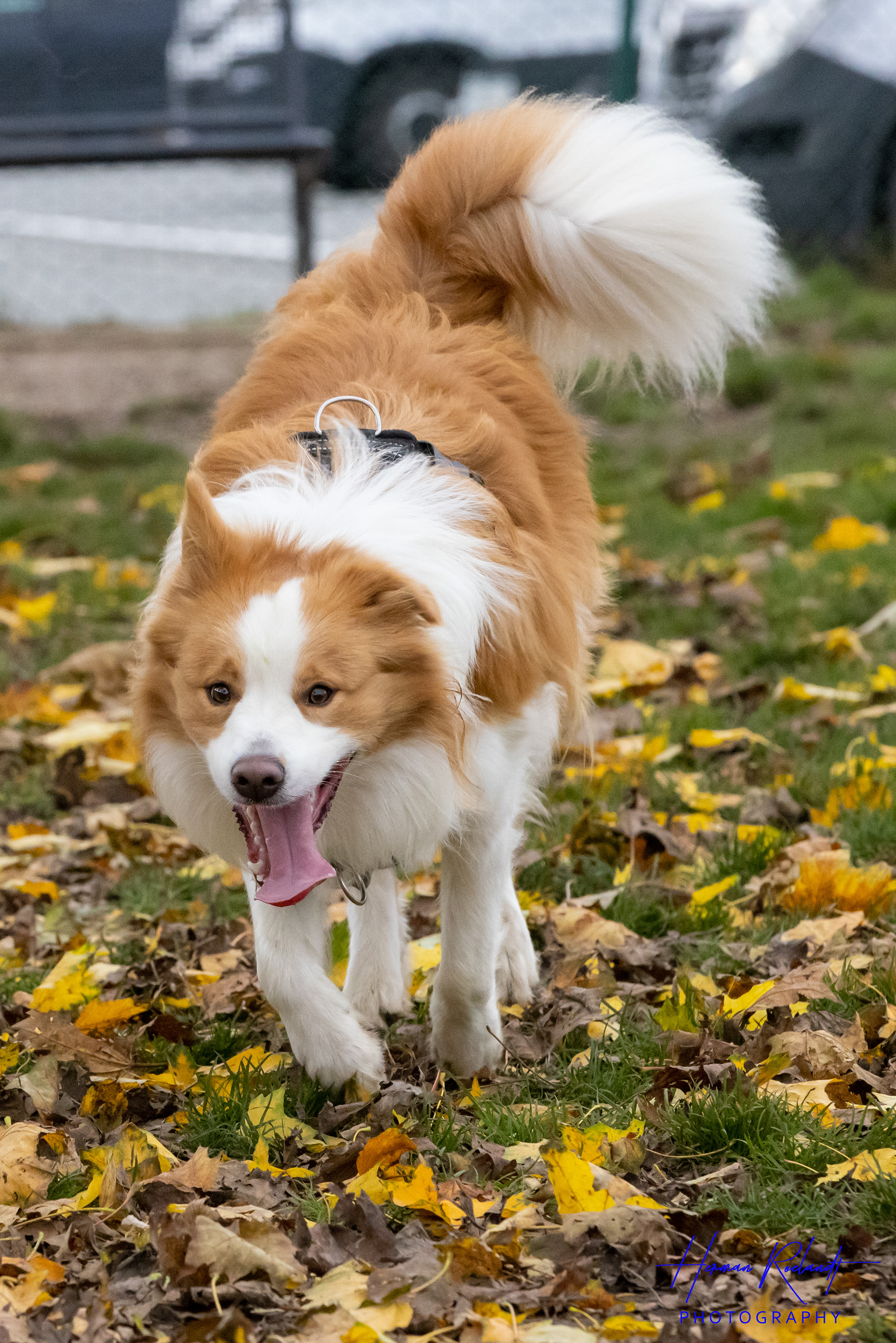 Tygo