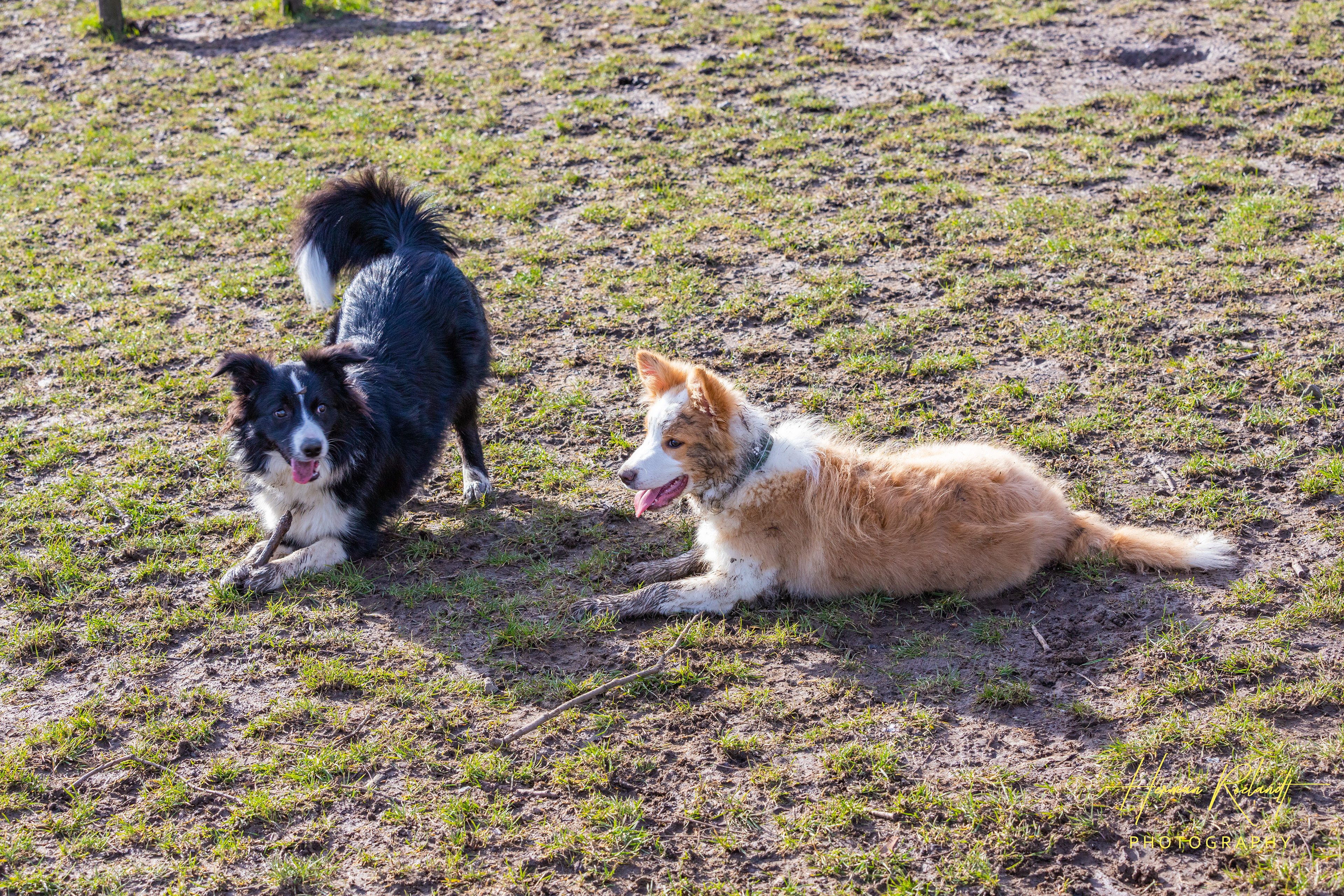 Tygo & Toulouse