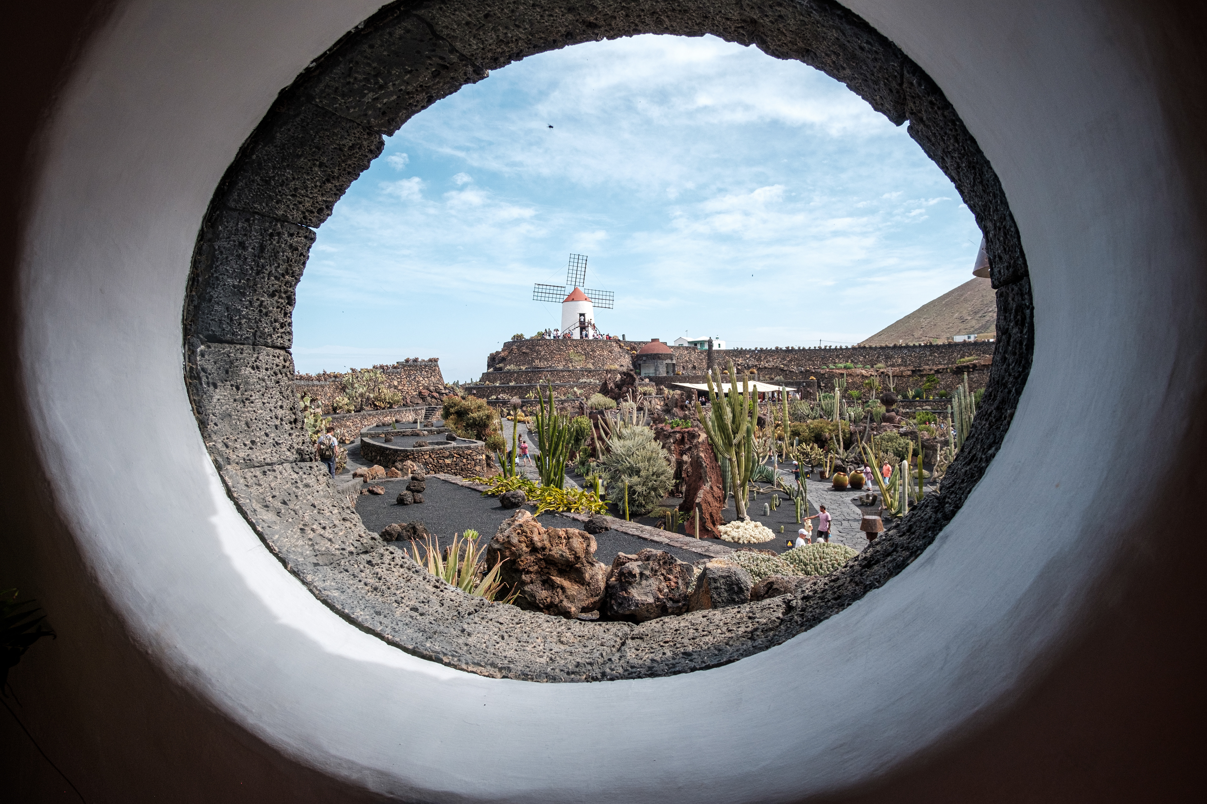 Cactus garden