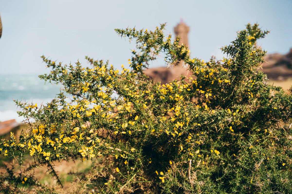 perros-guirec_cote_de_granit_rose_ploumanach