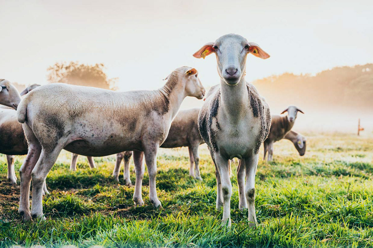 Agriculture biologique, Côtes d'Armor