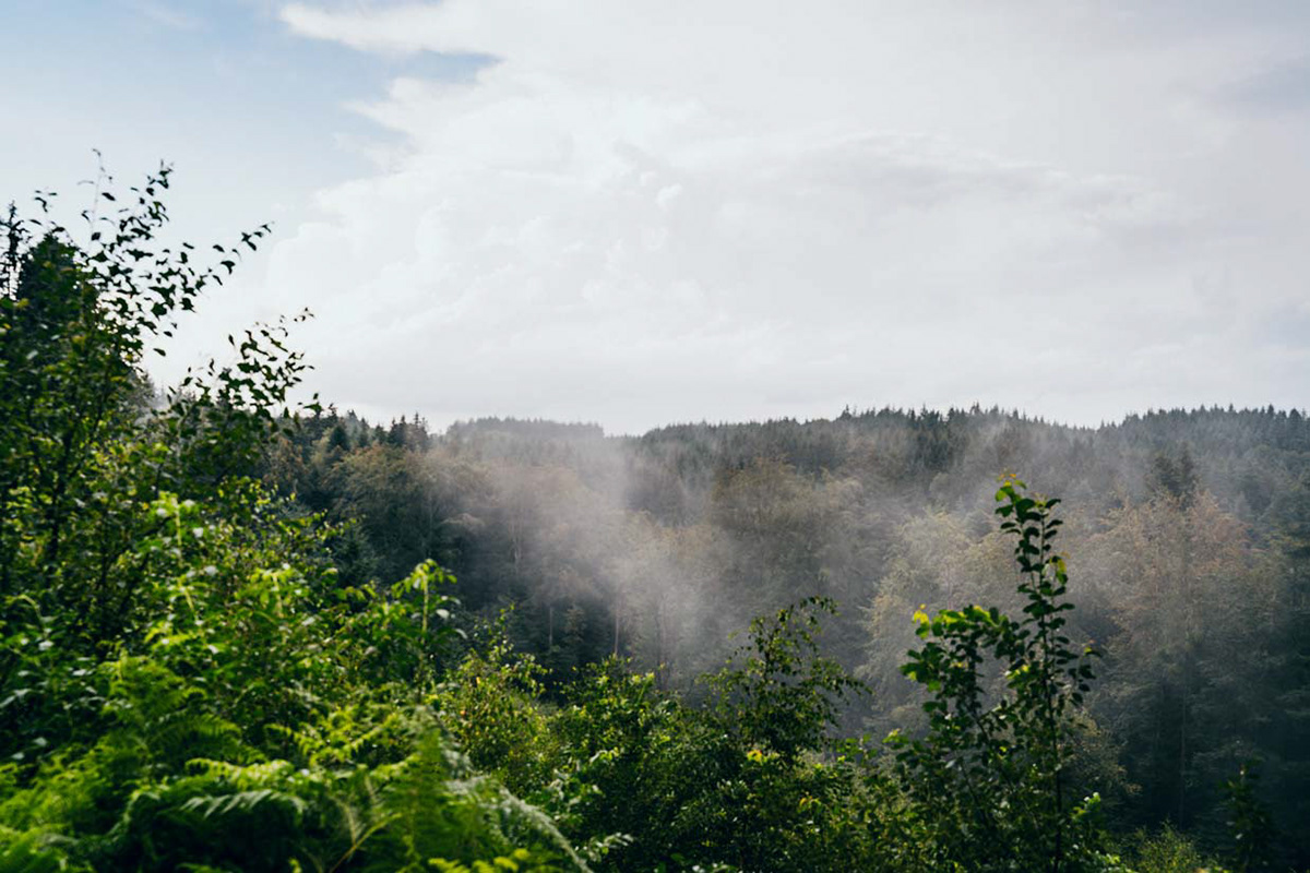 Photographie forêtt