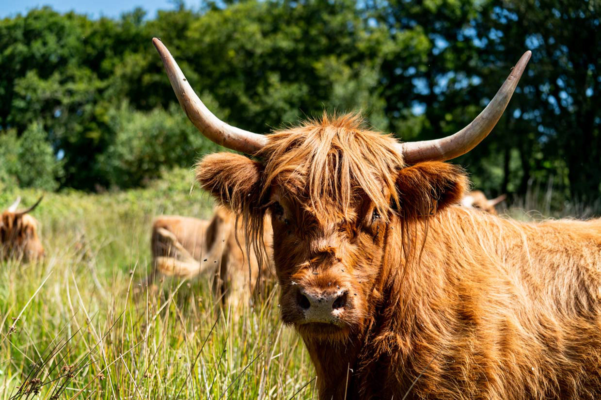 Highlands, trégor