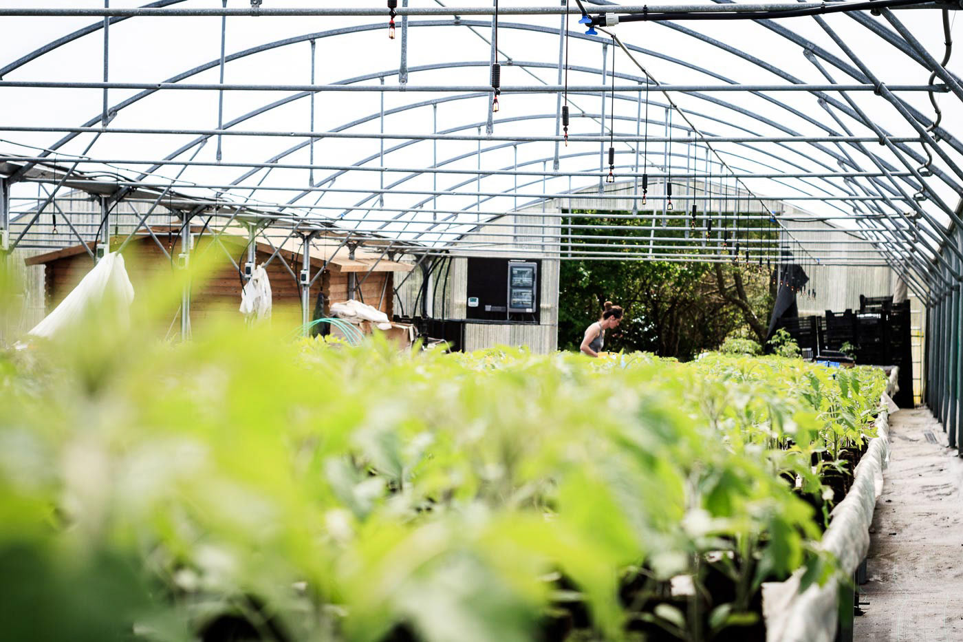 Photographie Plants B - Lannion