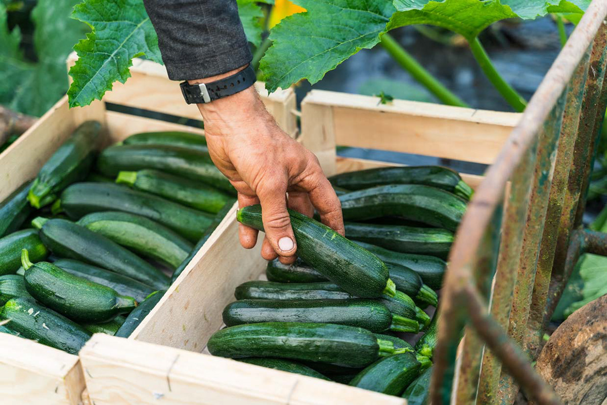 Ferme bio