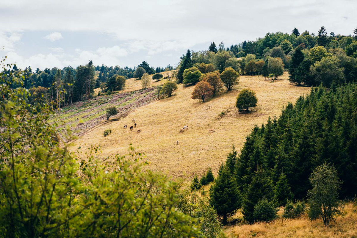 Paysage